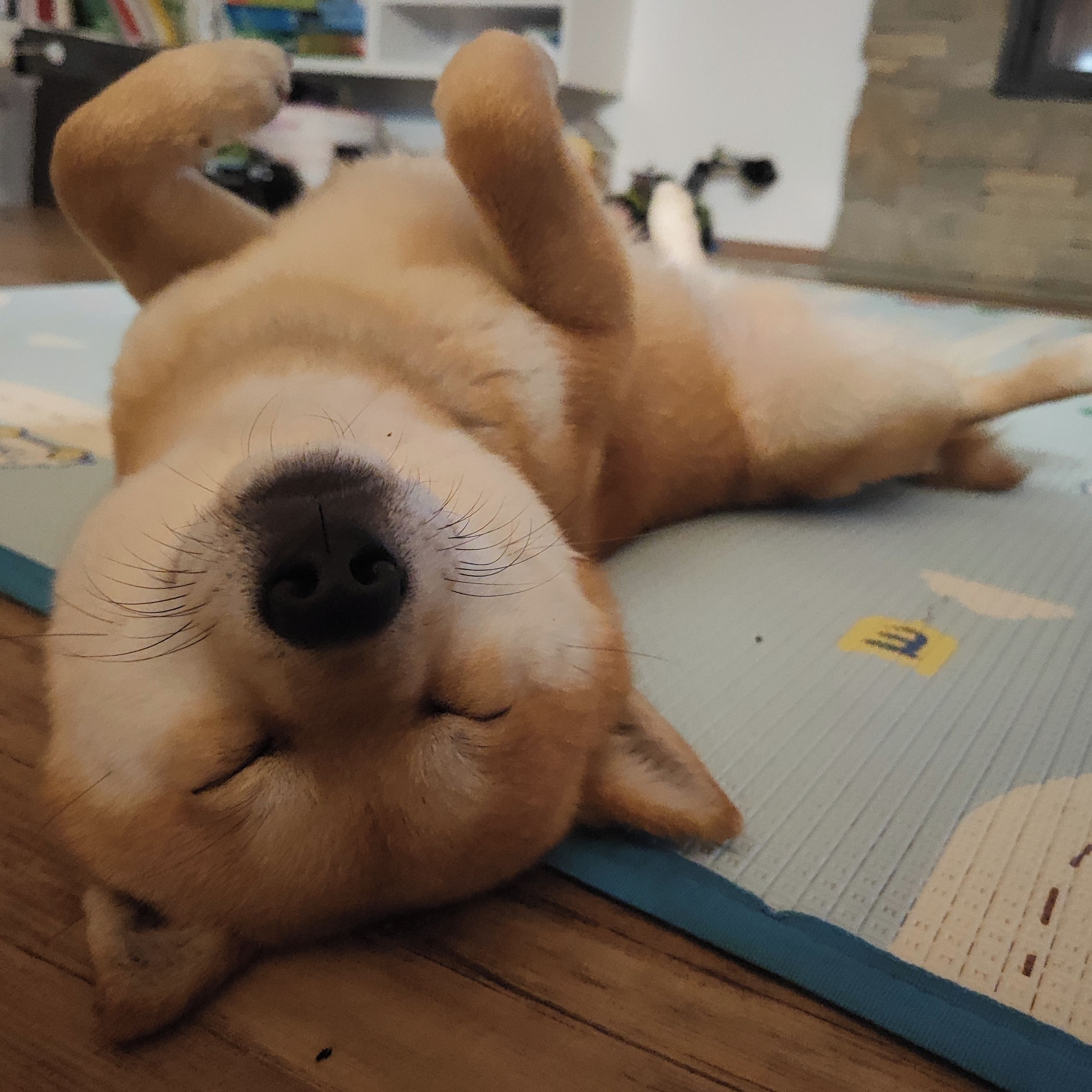 Soutěžní fotografie - Giro,  Shiba