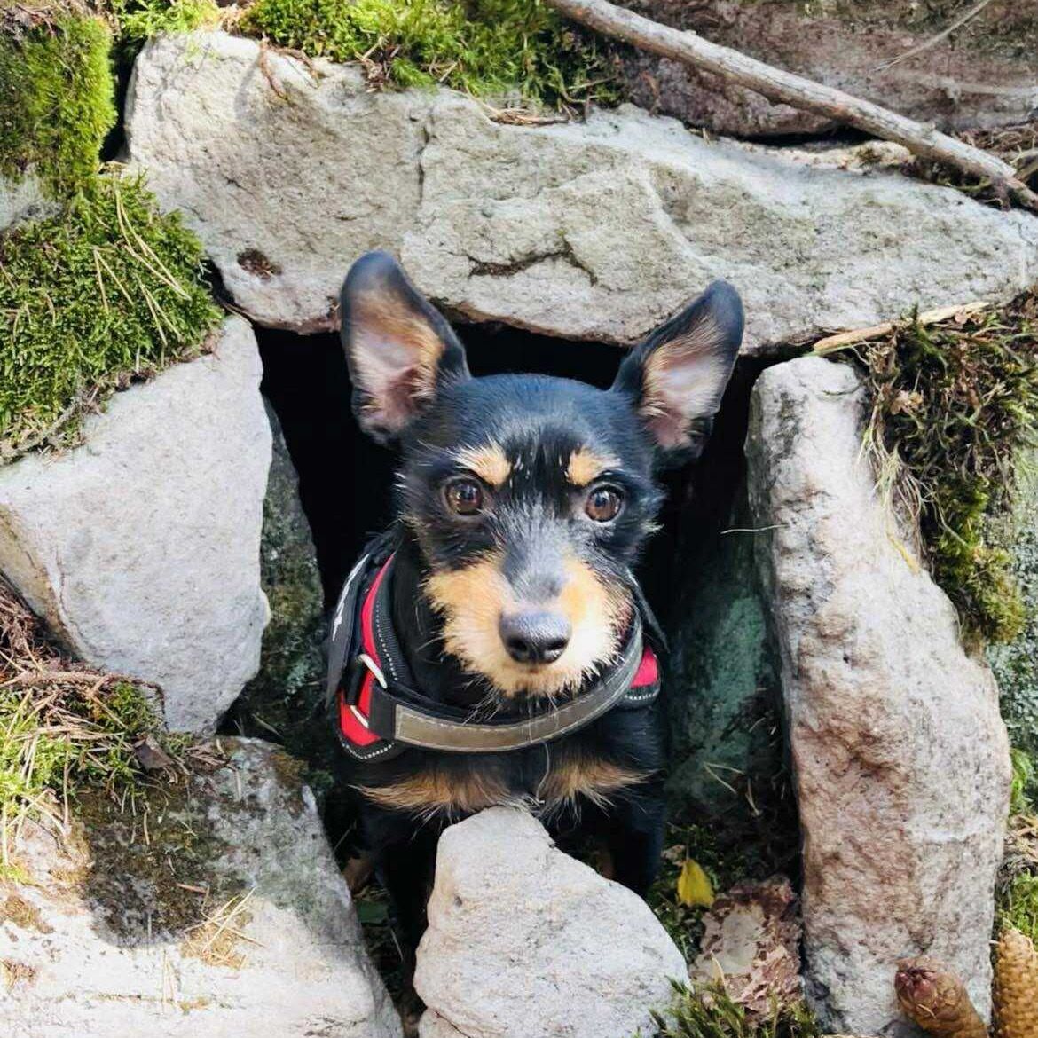 Soutěžní fotografie - Rexíček,  Pražský krysařík