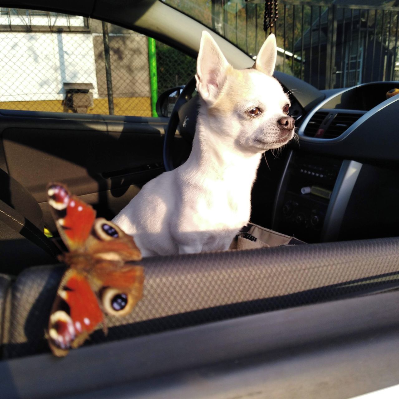 Soutěžní fotografie - LOUISA,  Čivava krátkosrstá