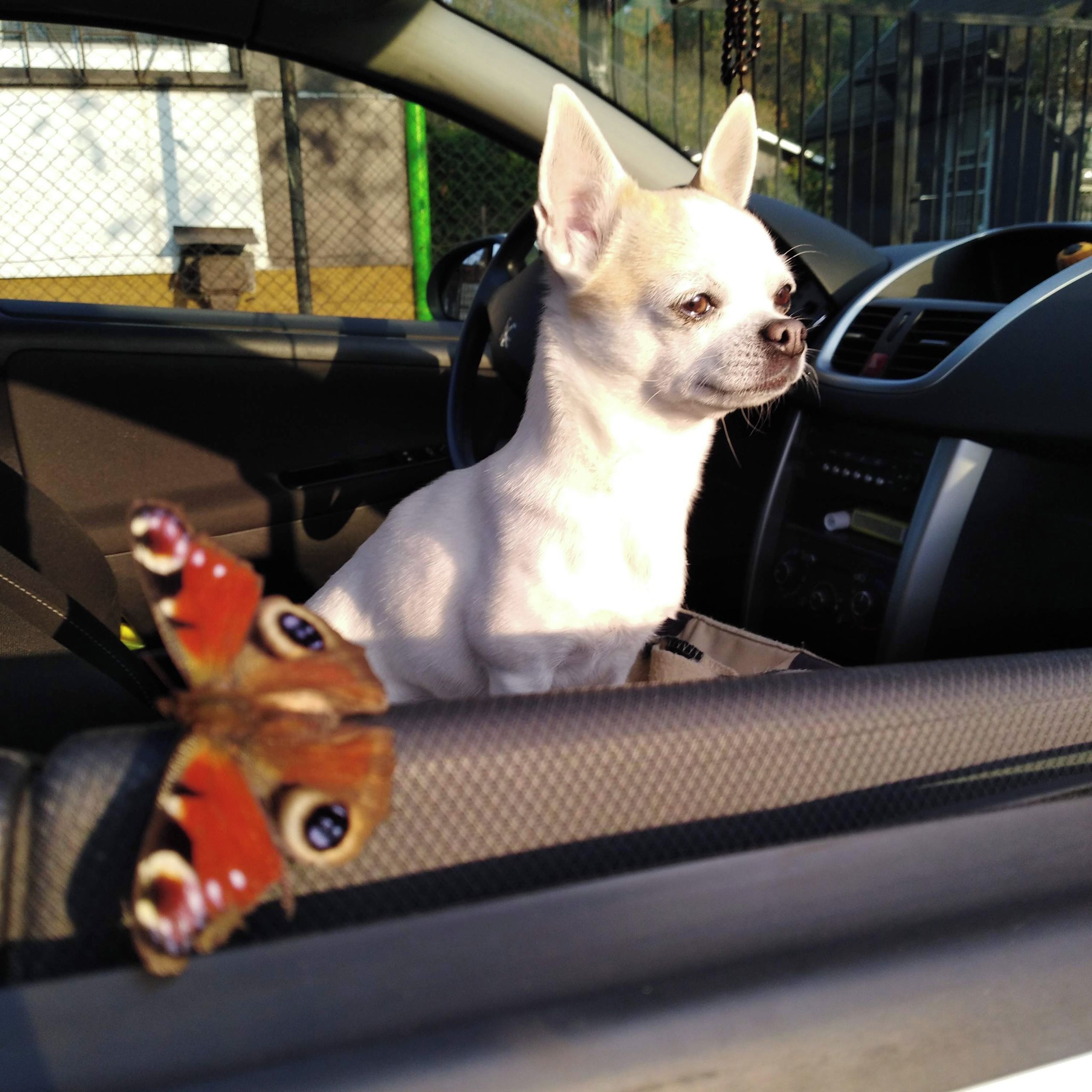 Soutěžní fotografie - LOUISA,  Čivava krátkosrstá