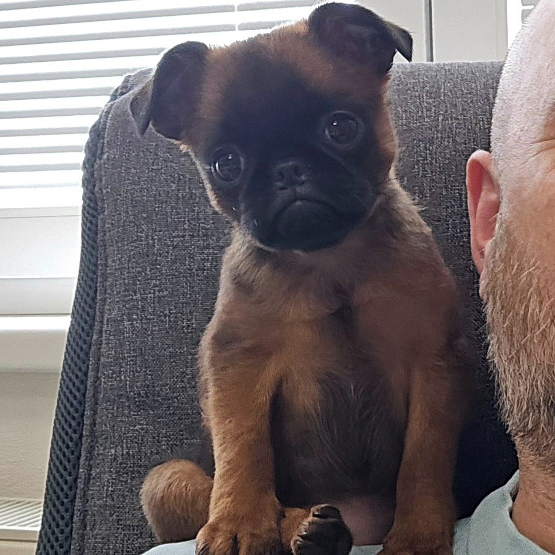 Soutěžní fotografie - Zoe,  Brabantík Petit