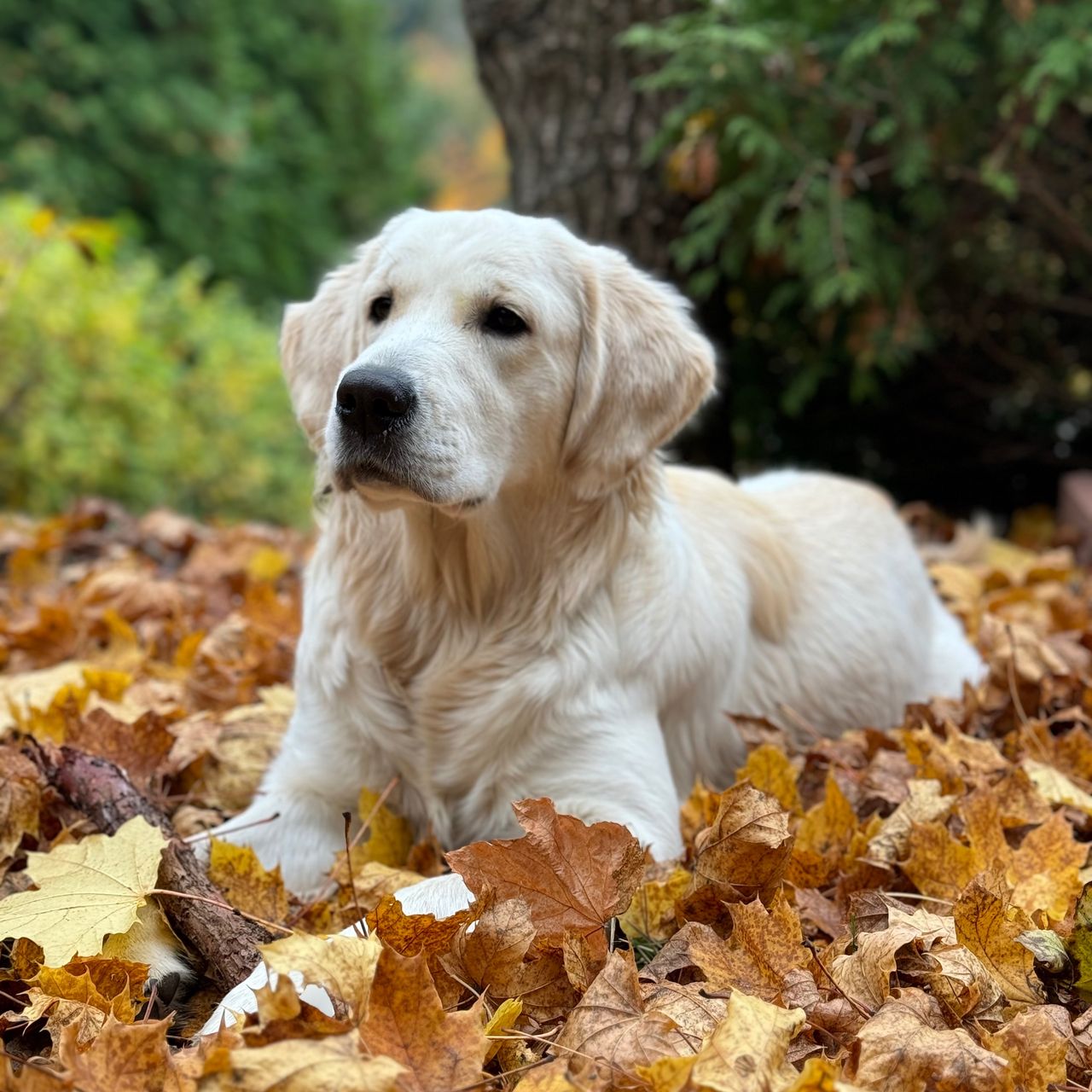 Soutěžní fotografie - Lotty,  Zlatý retriever