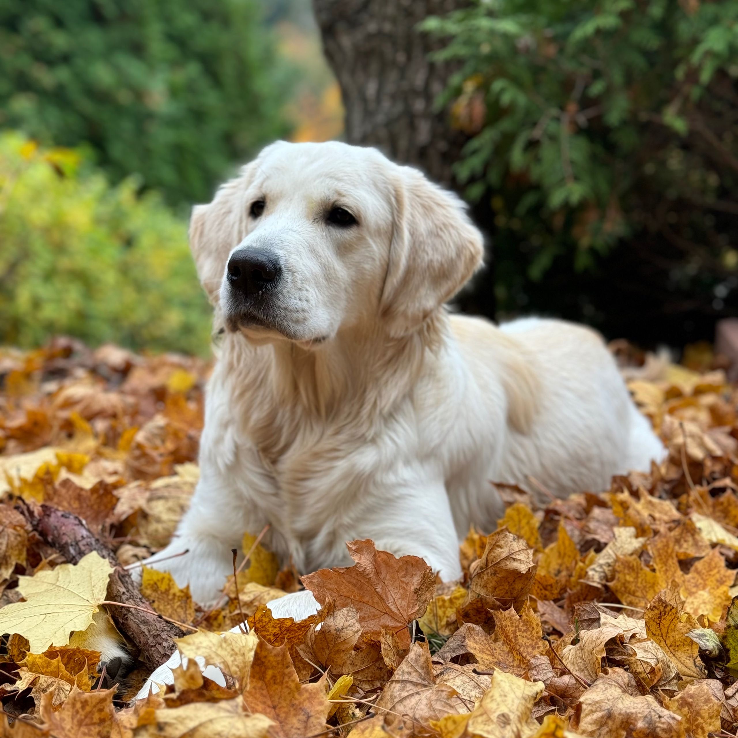 Soutěžní fotografie - Lotty,  Zlatý retriever