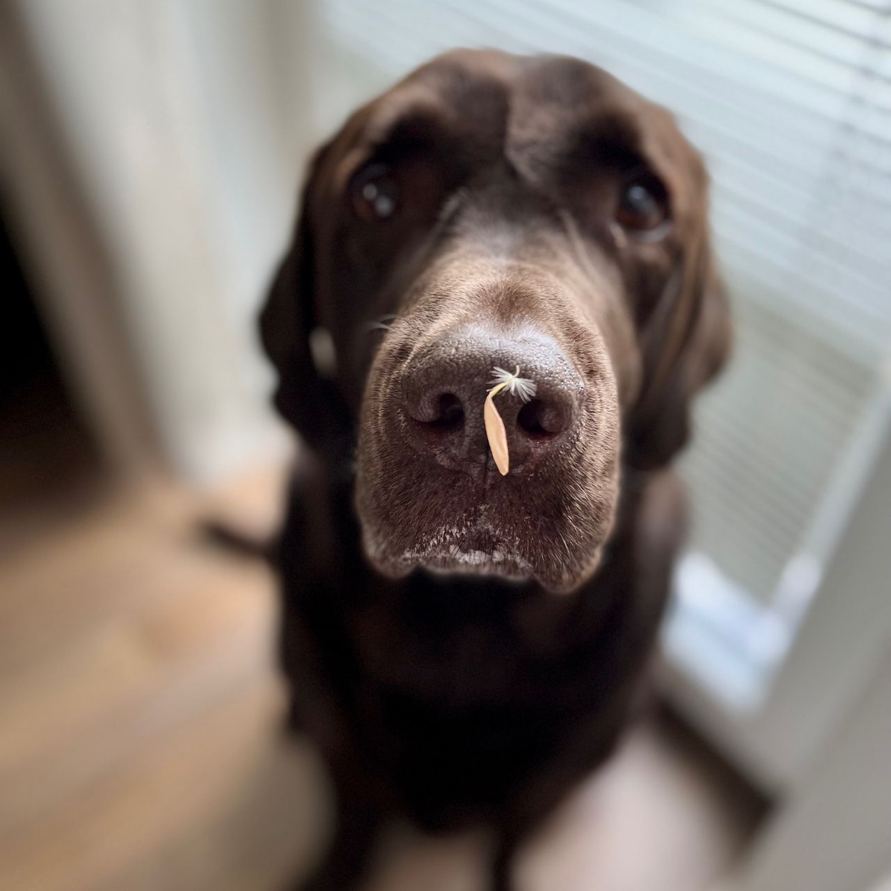 Soutěžní fotografie - Bosco,  Labradorský retriever