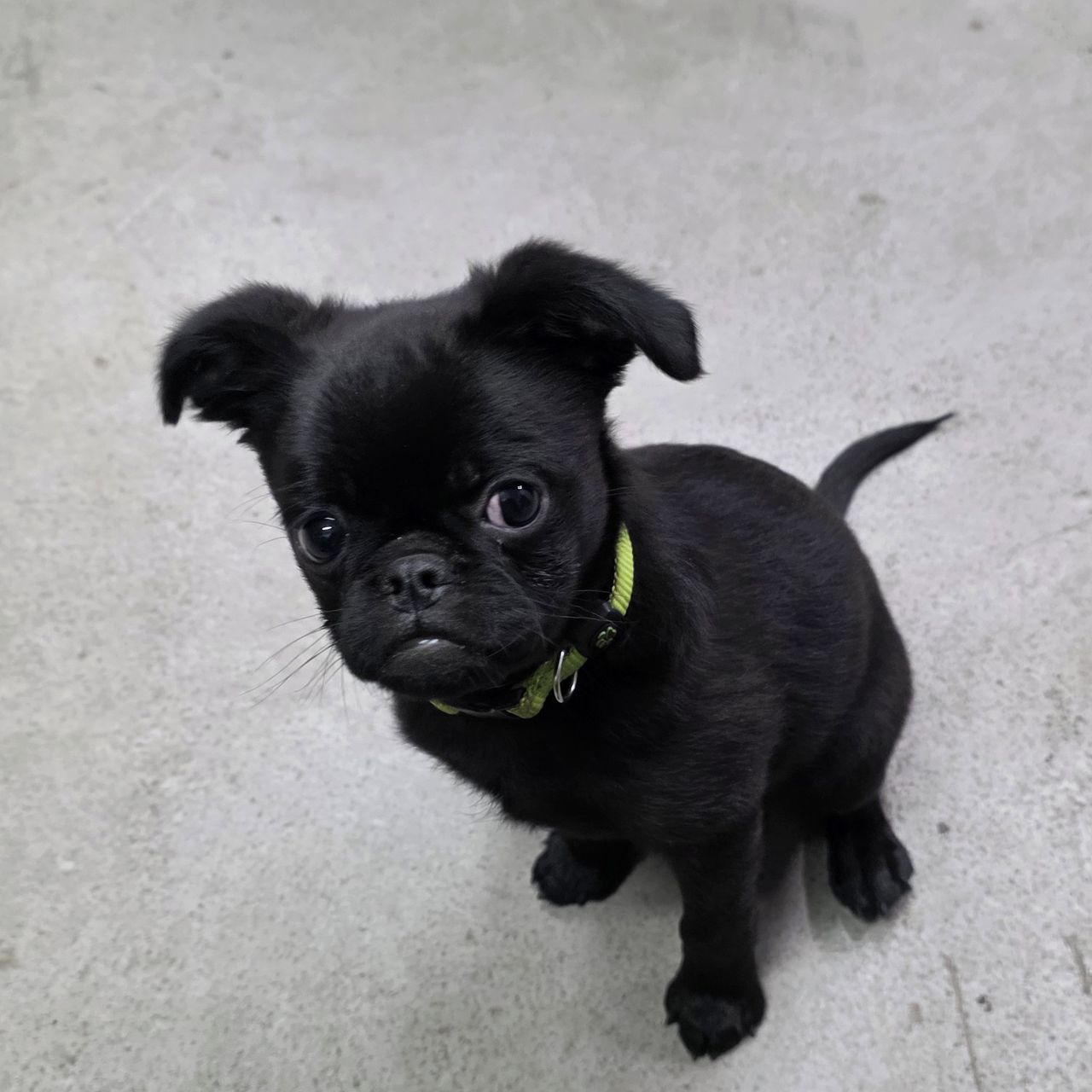 Soutěžní fotografie - Fído,  Brabantík Petit