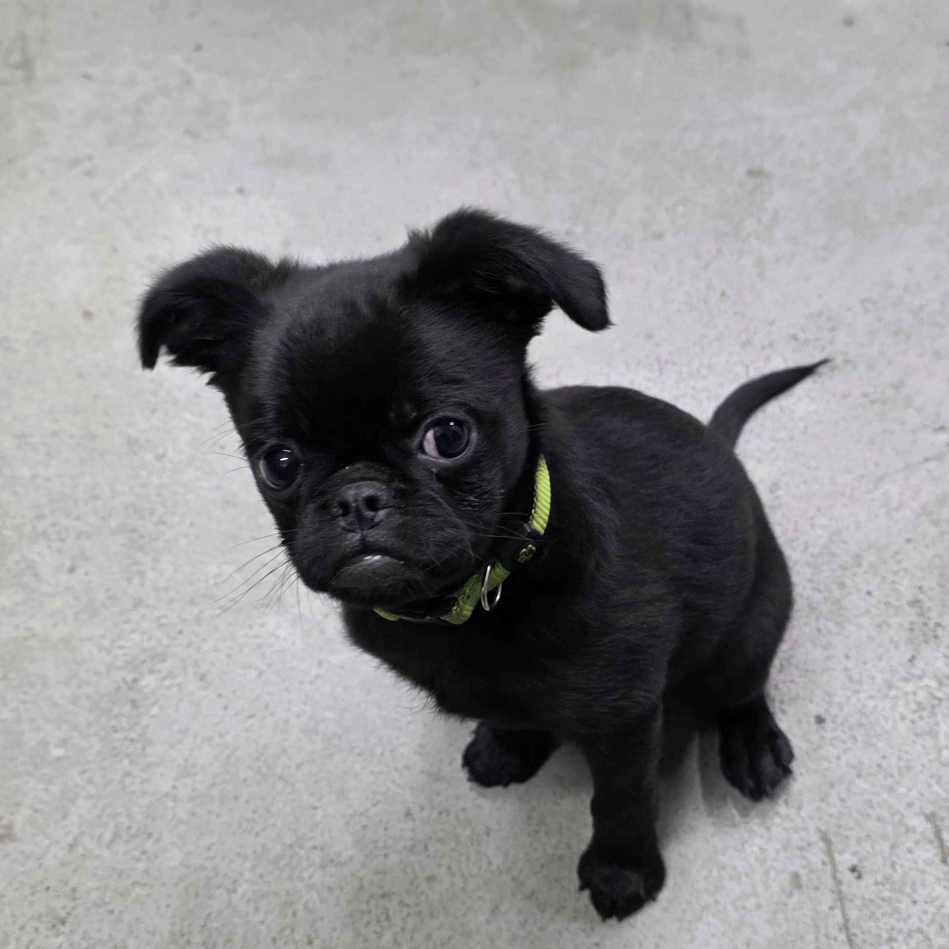 Soutěžní fotografie - Fído,  Brabantík Petit