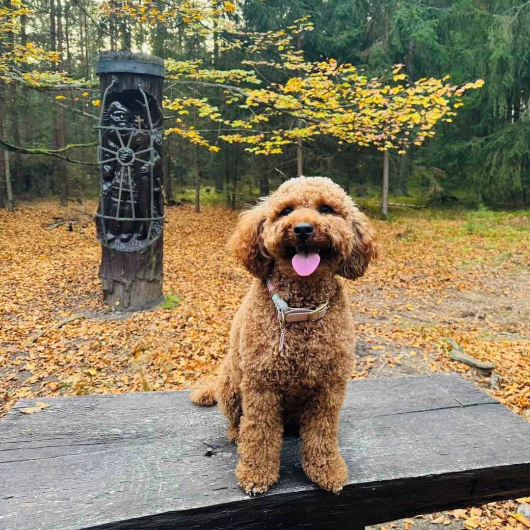 Soutěžní fotografie - Amy,  Pudl