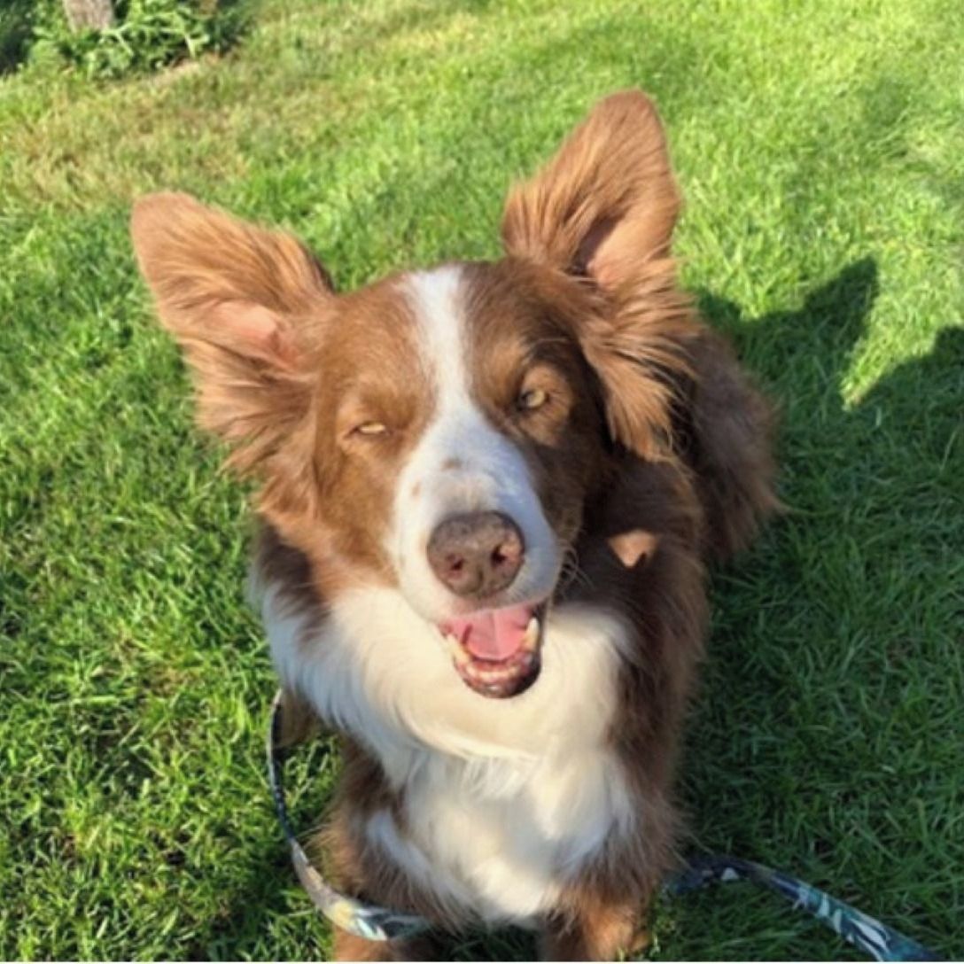 Soutěžní fotografie - Nutela,  Border kolie