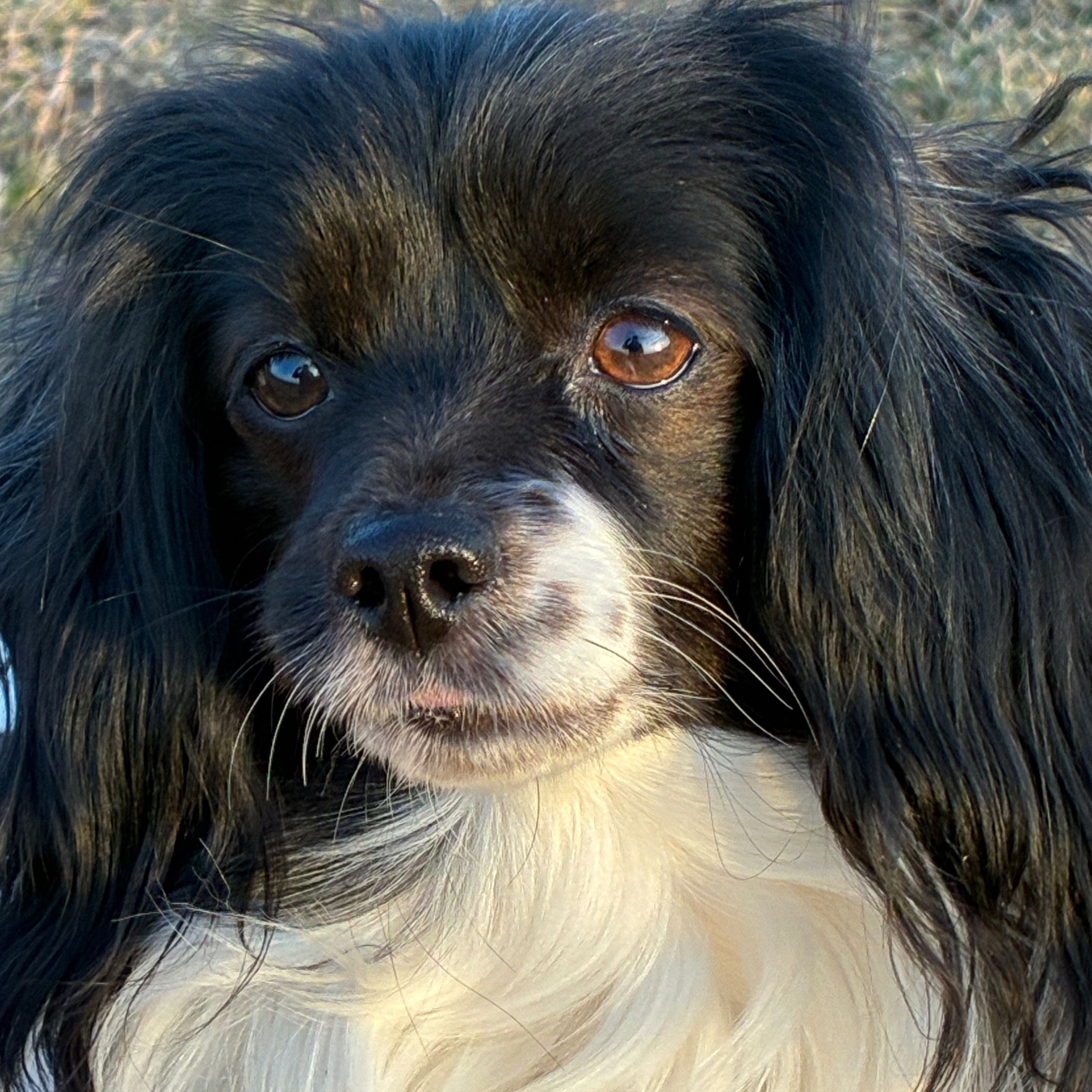 Soutěžní fotografie - Abinka,  Phaléne