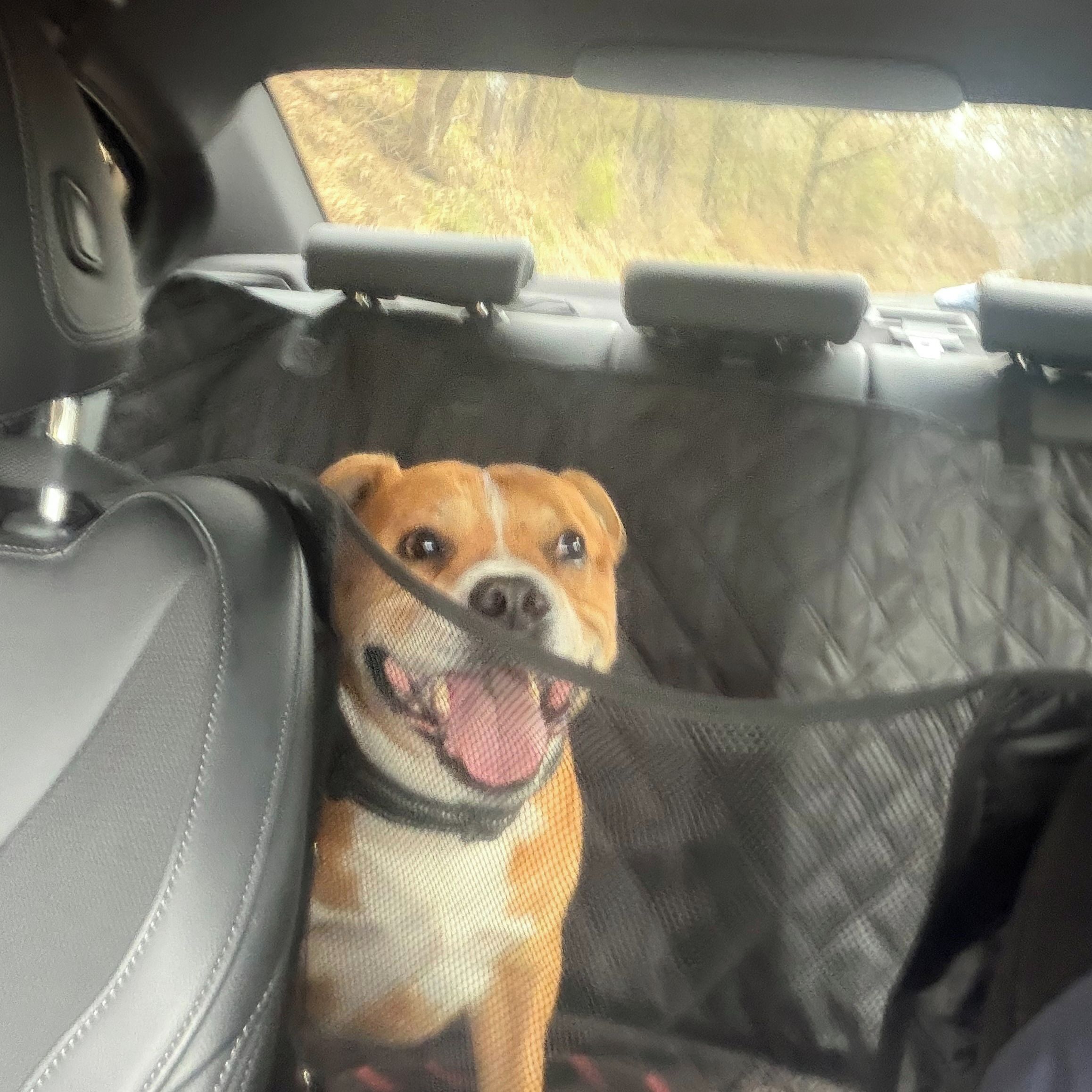 Soutěžní fotografie - Max,  Stafordšírský bullterier