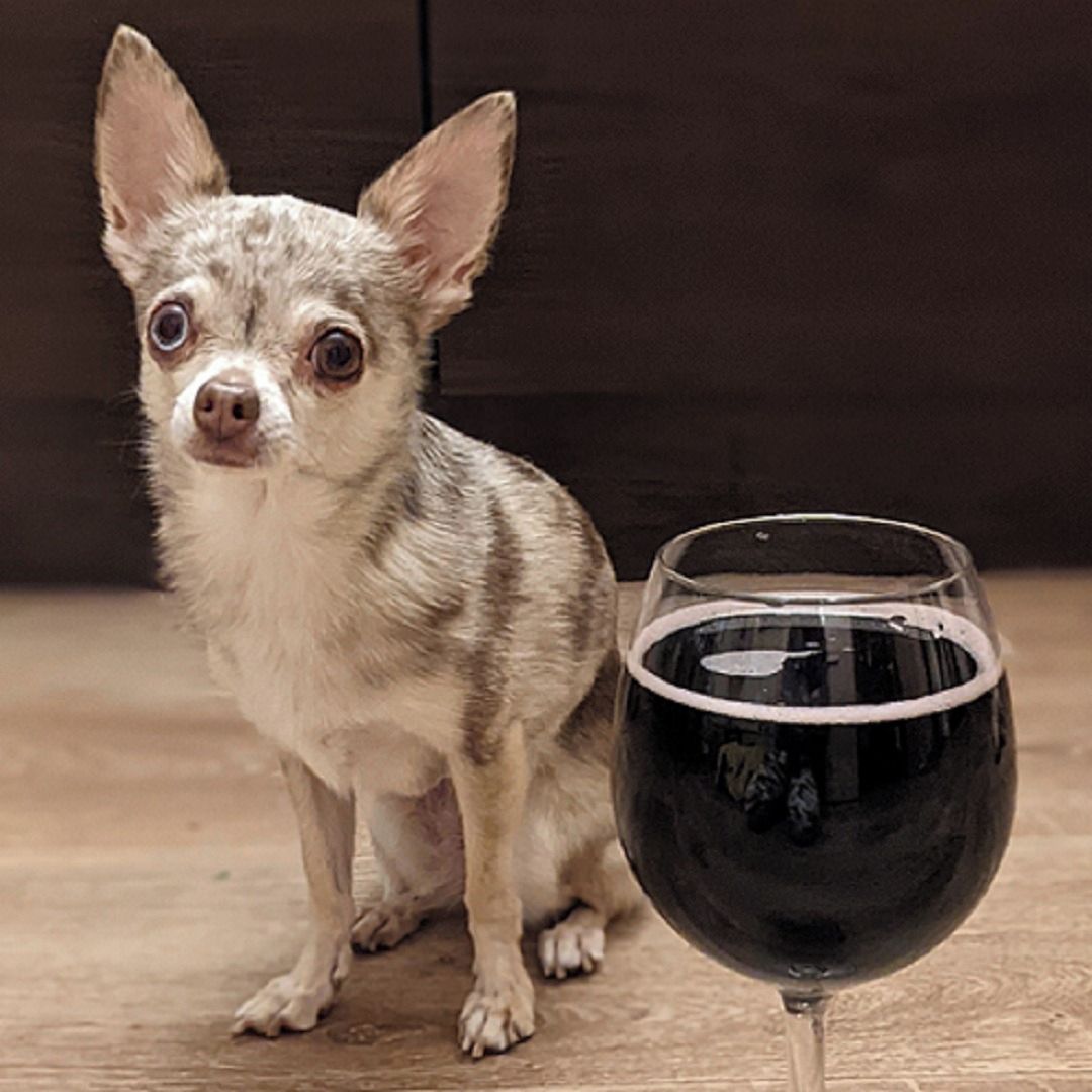 Soutěžní fotografie - Laylla,  Čivava