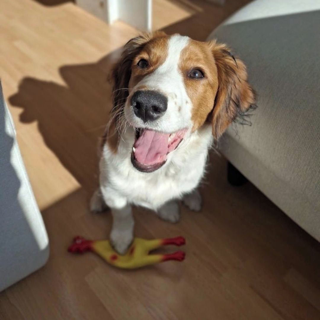 Soutěžní fotografie - Archie,  Kooikerhondje