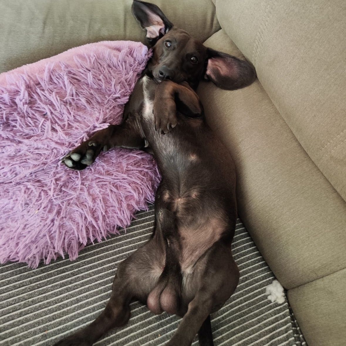 Soutěžní fotografie - Lucky,  Jezevčík