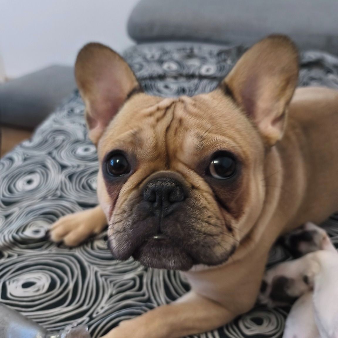 Soutěžní fotografie - Jessinka,  Francouzský buldoček