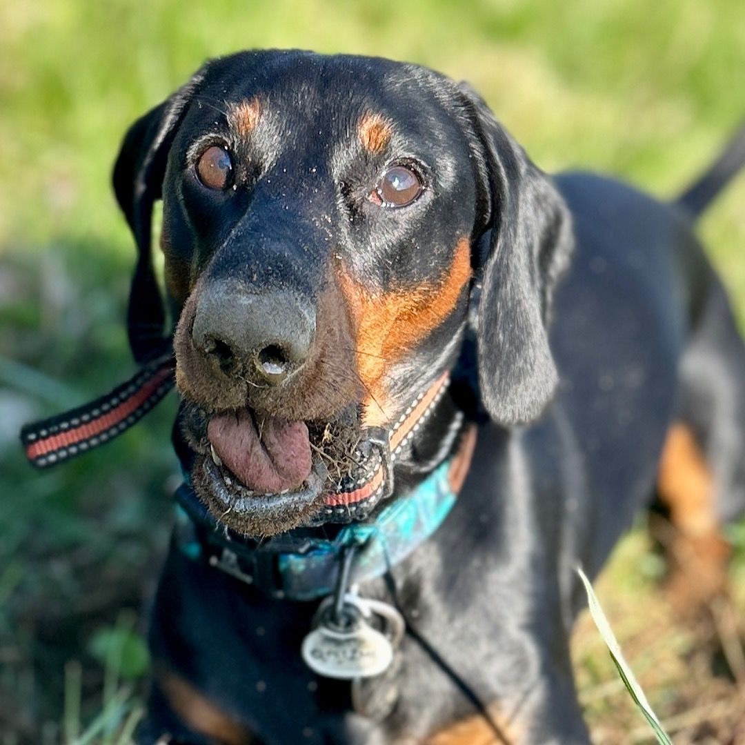 Soutěžní fotografie - Bailey,  Jezevčík