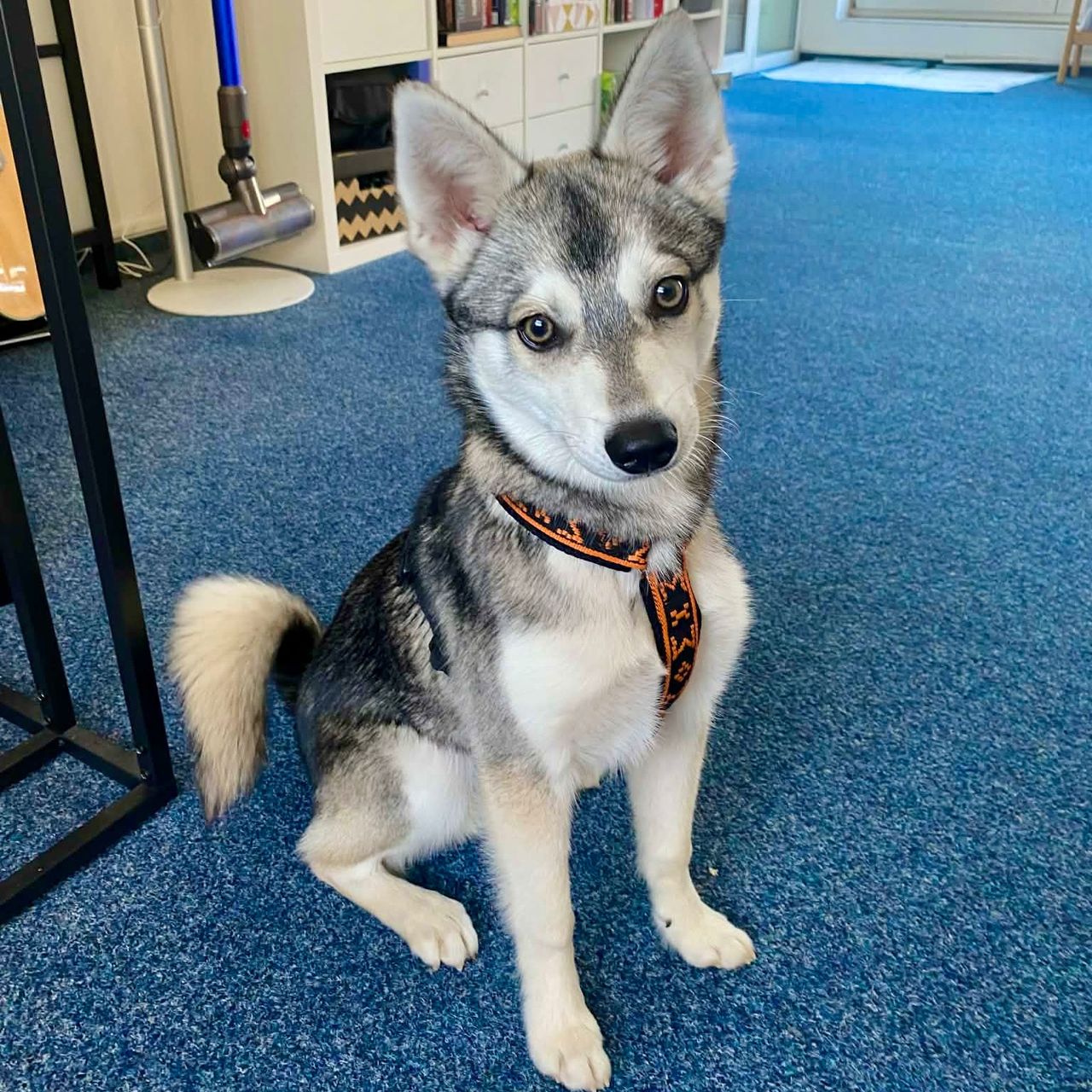 Soutěžní fotografie - Akio,  Ostatní