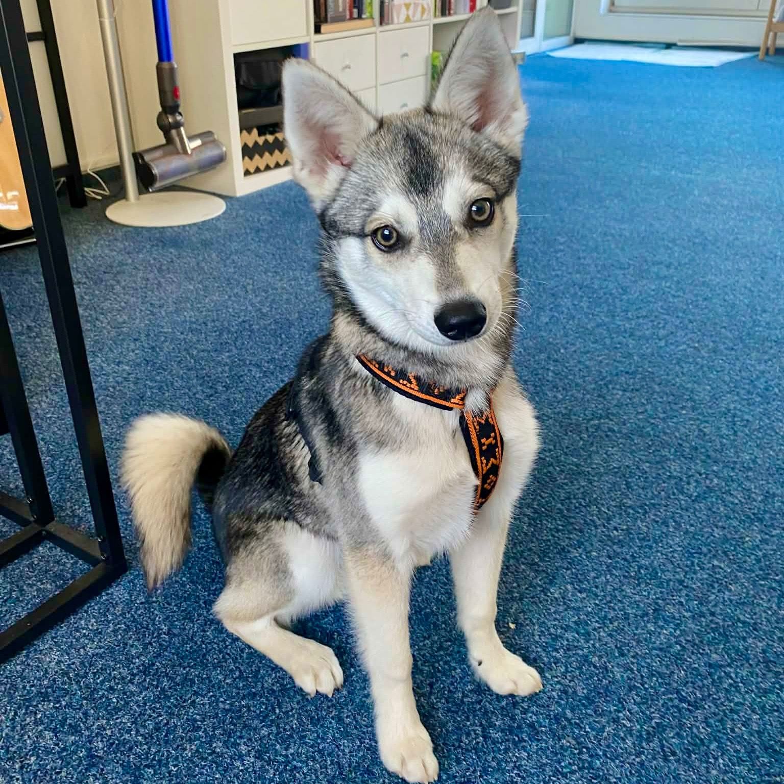 Soutěžní fotografie - Akio,  Ostatní