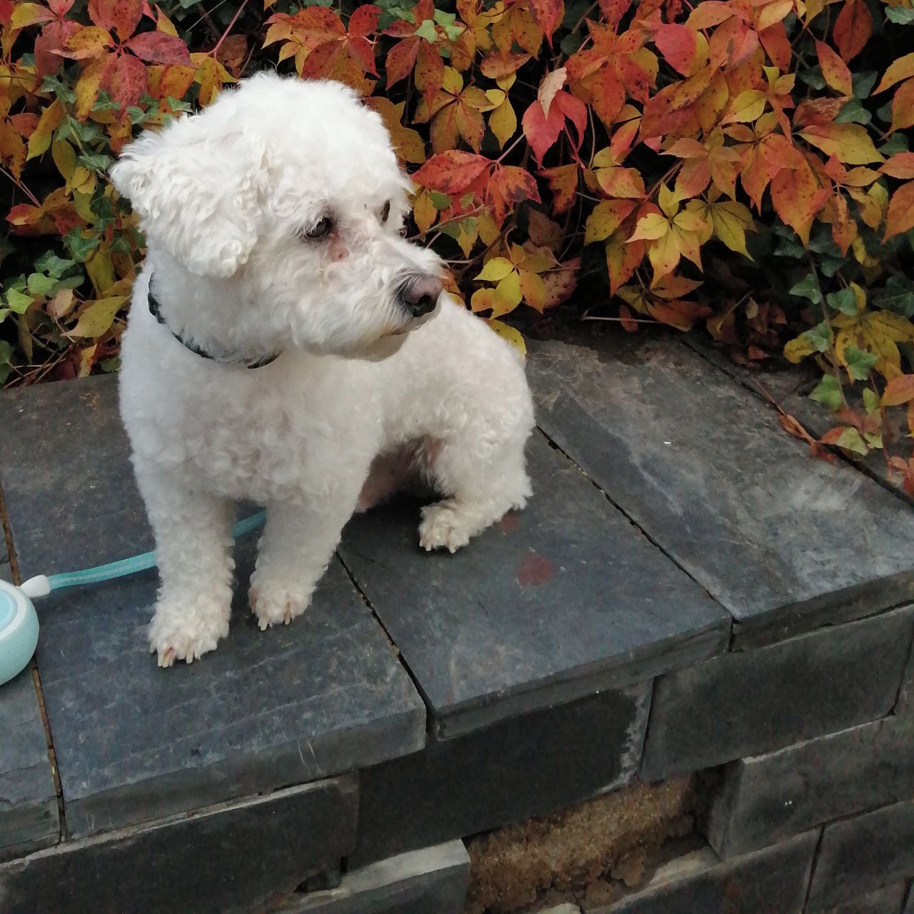 Soutěžní fotografie - Buddy,  Boloňský psík