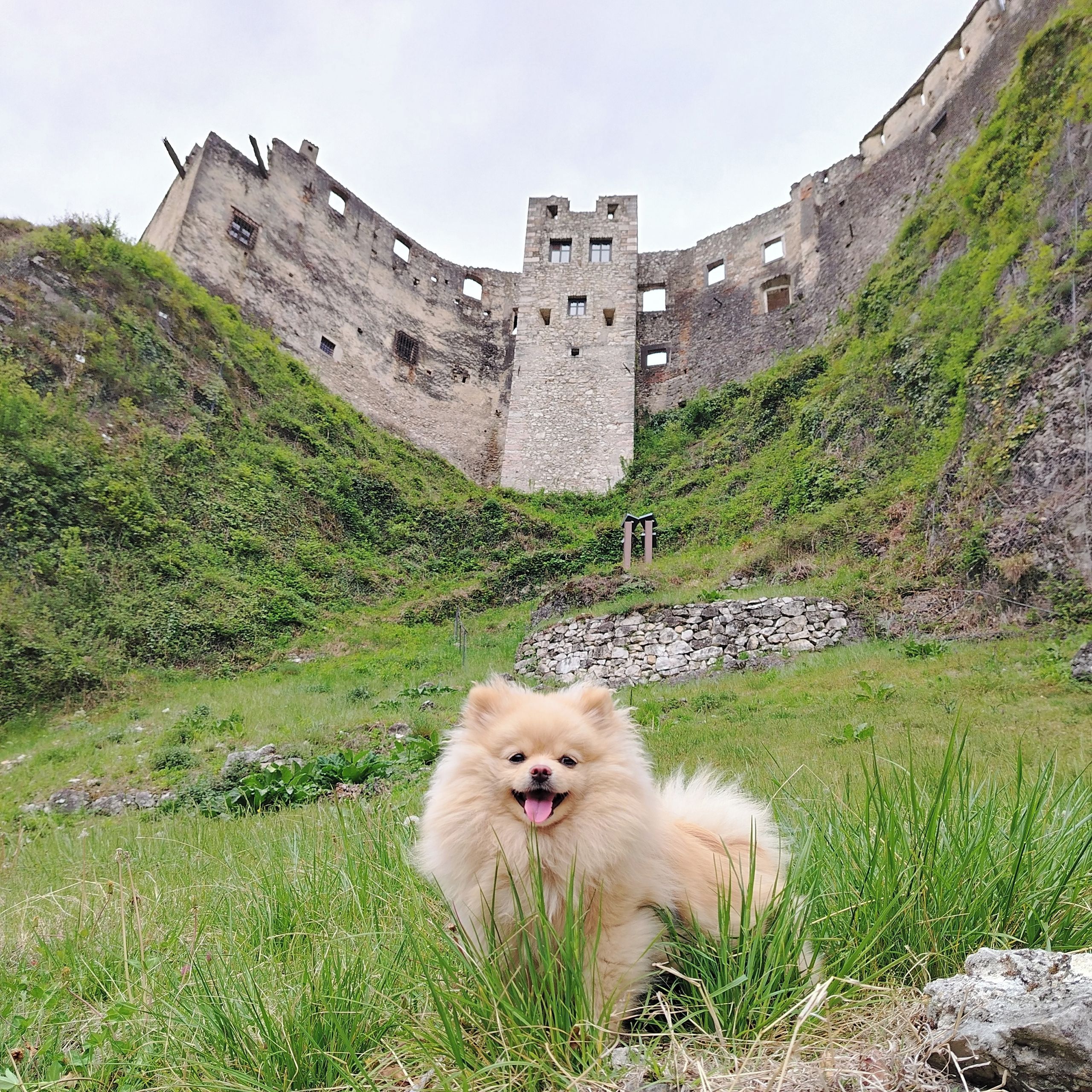 Soutěžní fotografie - Sofinka,  Německý špic trpasličí