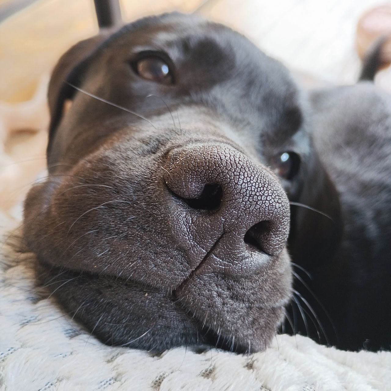 Soutěžní fotografie - Megie,  Labradorský retriever