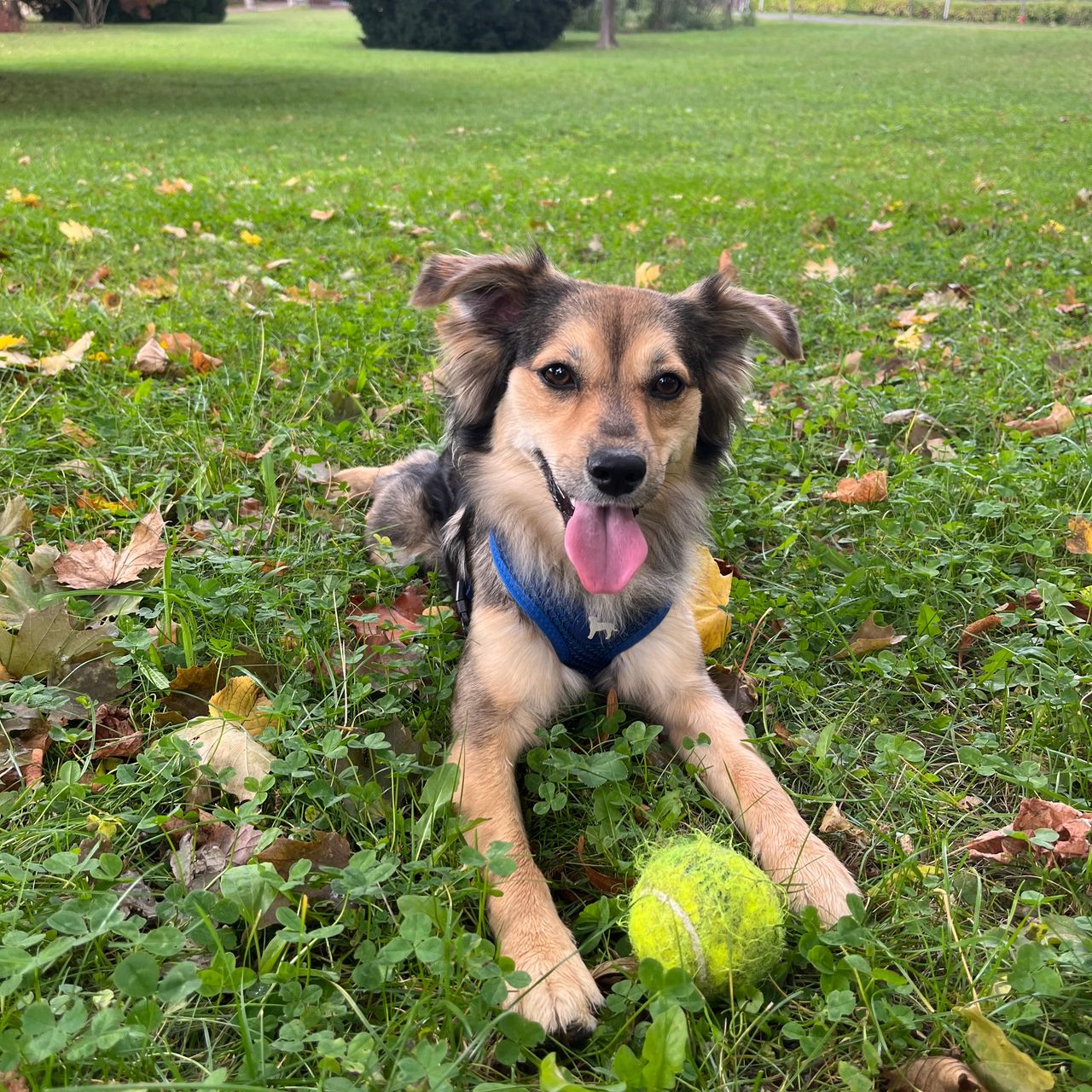 Soutěžní fotografie - Muffinka,  Ostatní