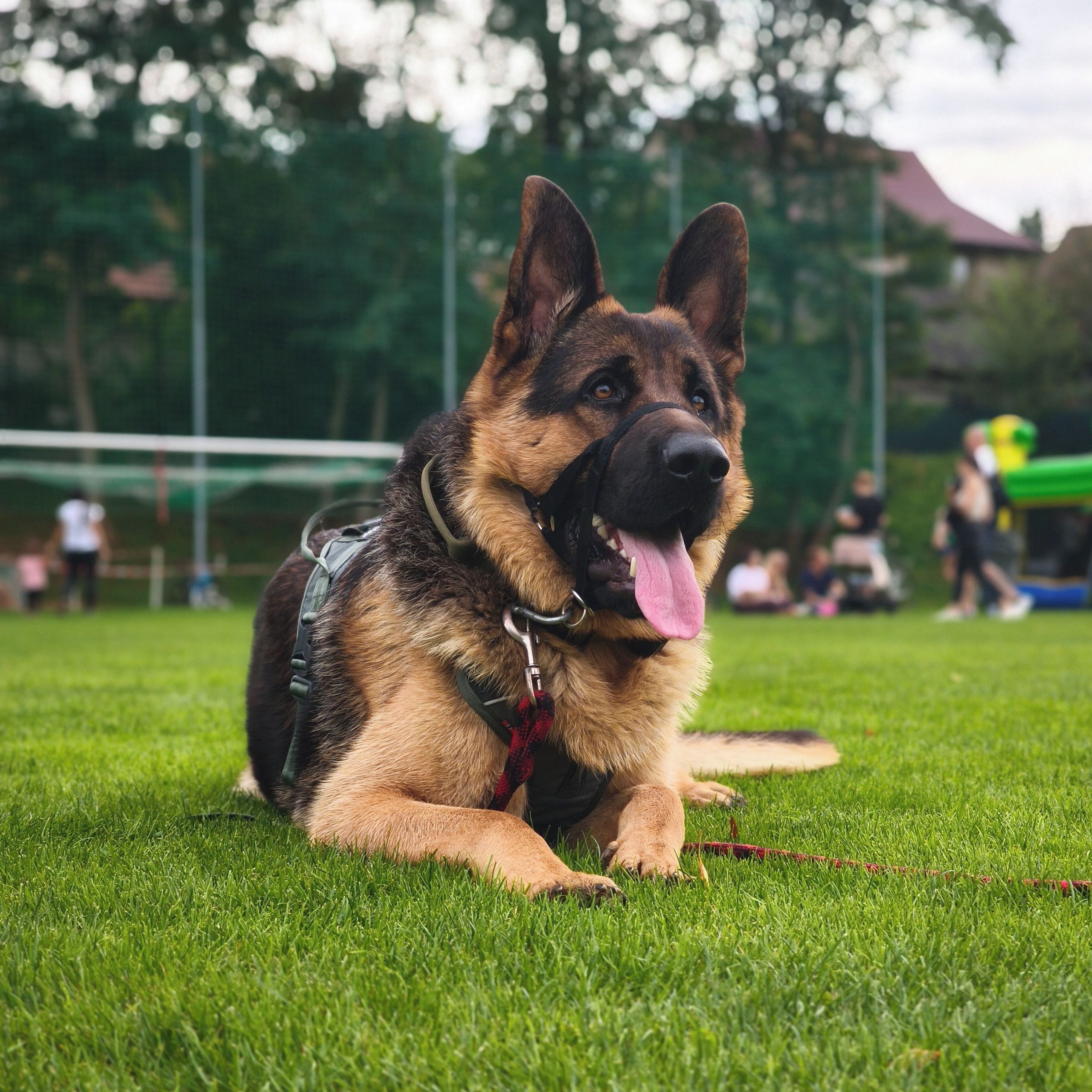 Soutěžní fotografie - Gaz,  Německý ovčák