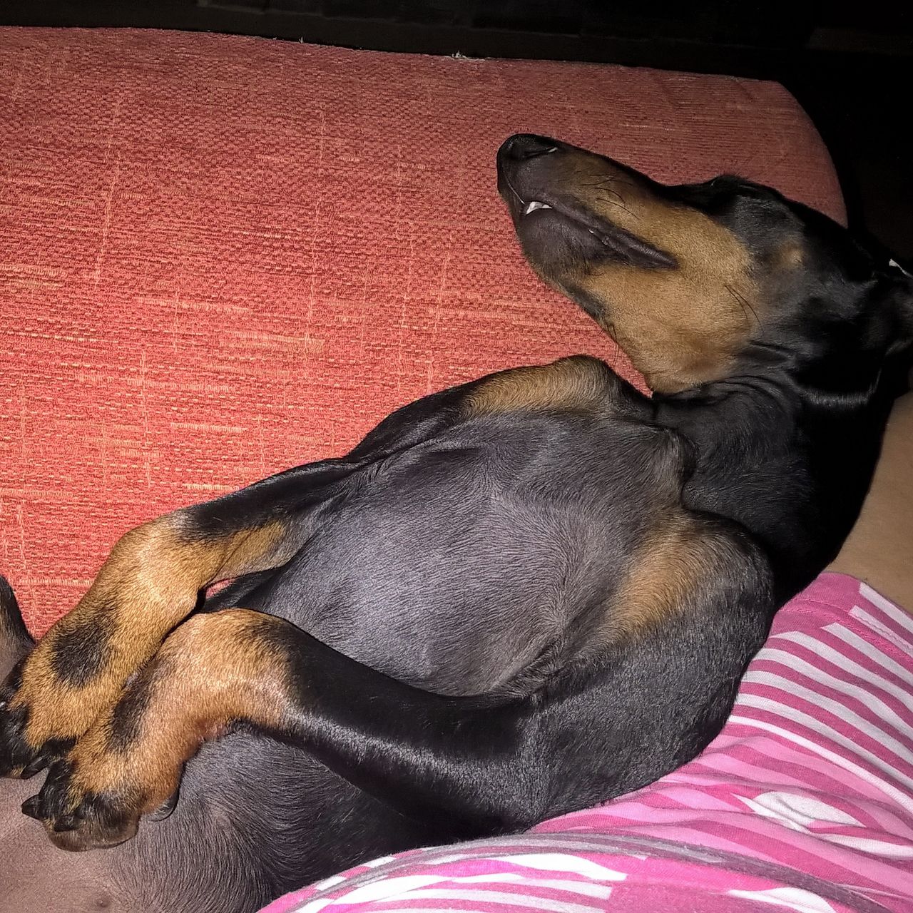 Soutěžní fotografie - Amélie,  Manchester terier