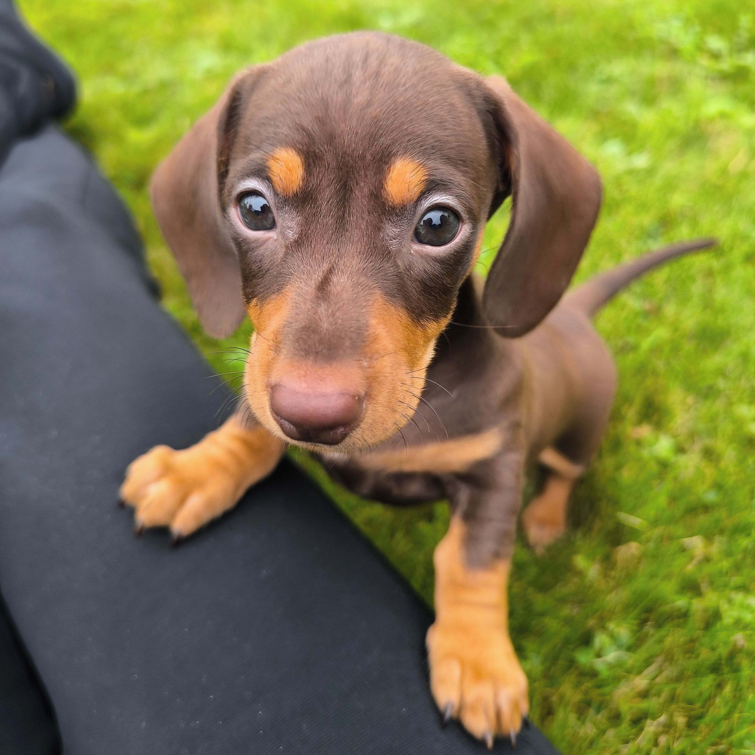 Soutěžní fotografie - Luboš,  Jezevčík