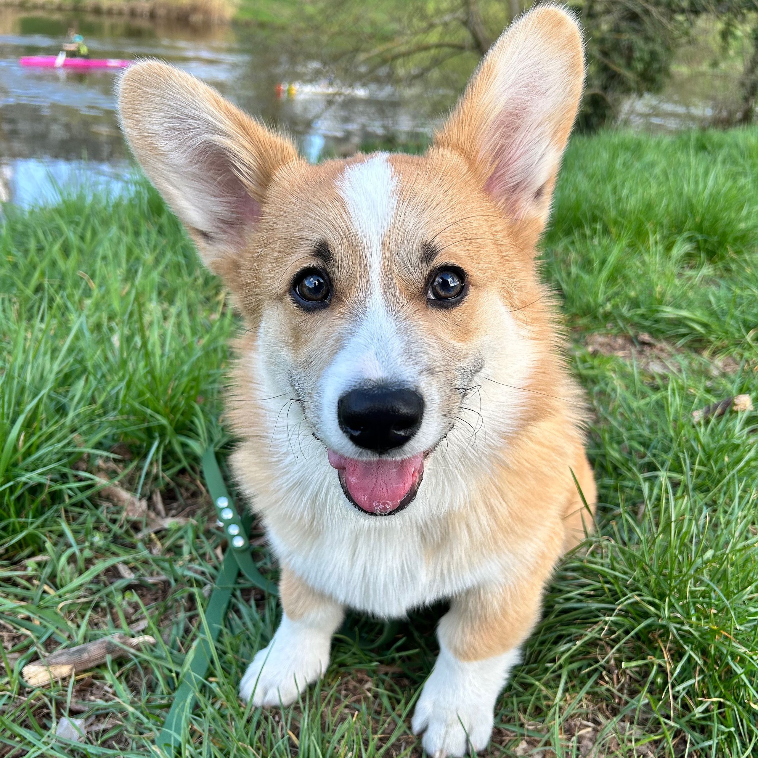 Soutěžní fotografie - Grinch,  Welsh Corgi Pembroke