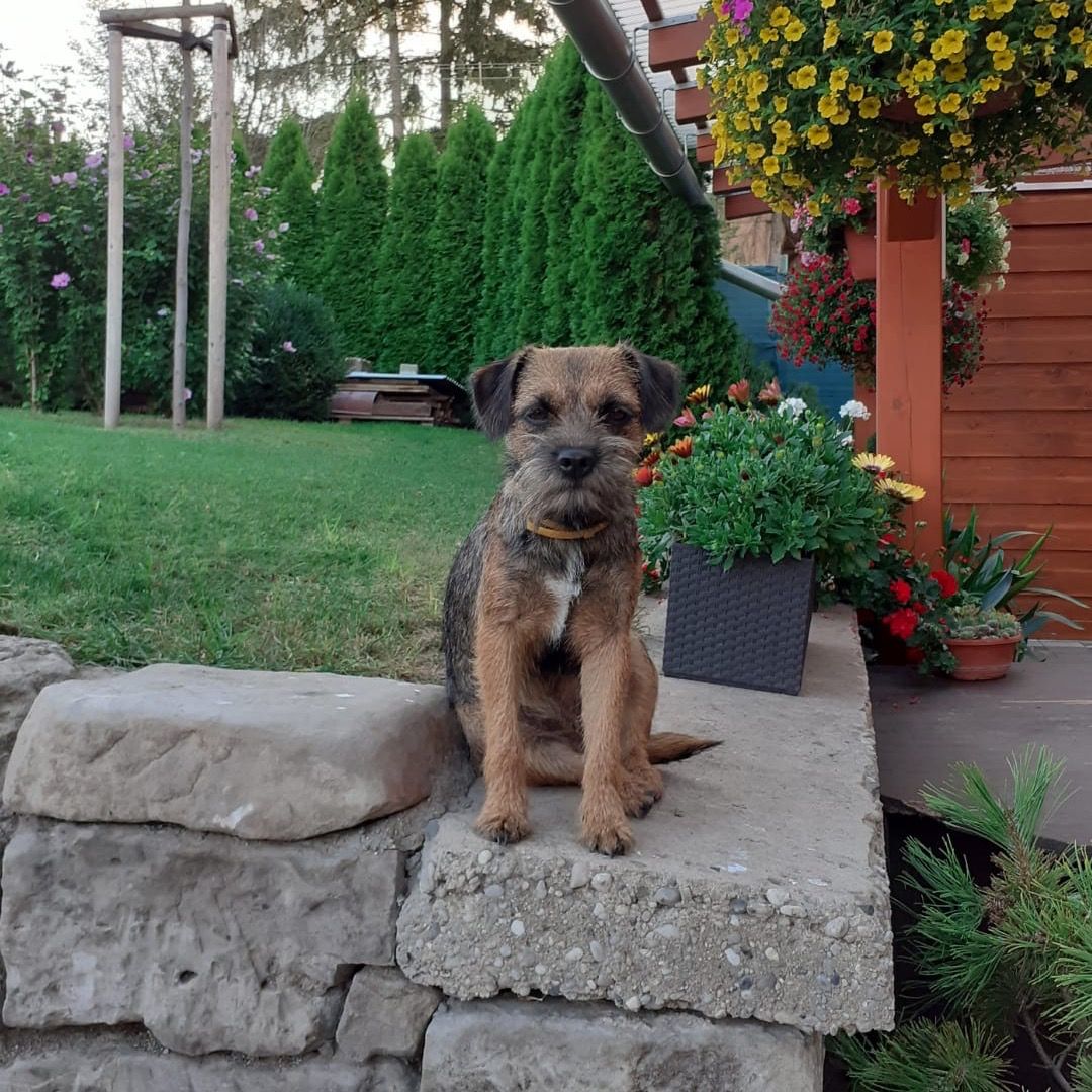 Soutěžní fotografie - Atynka,  Border terier