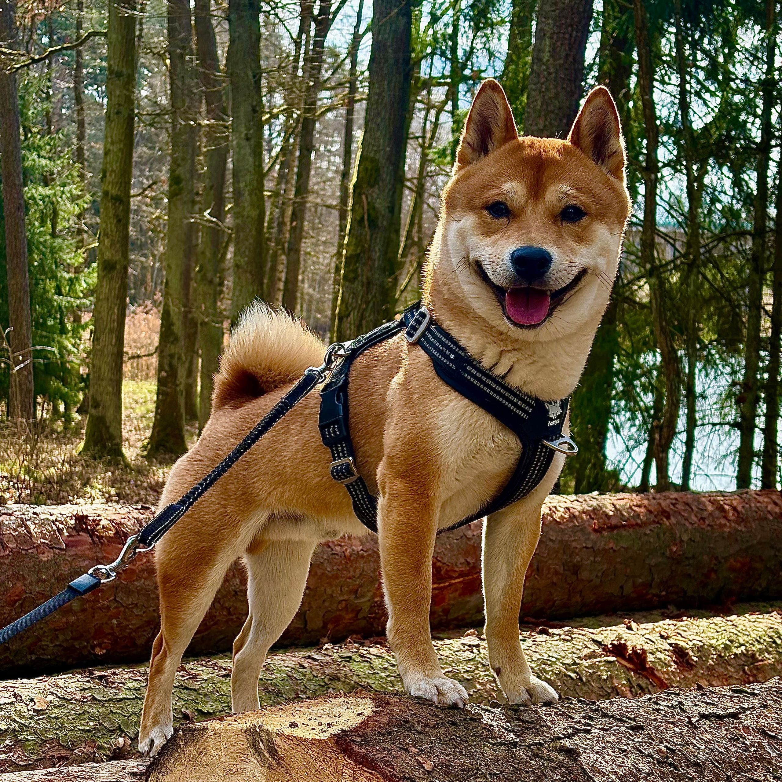 Soutěžní fotografie - Dom,  Shiba