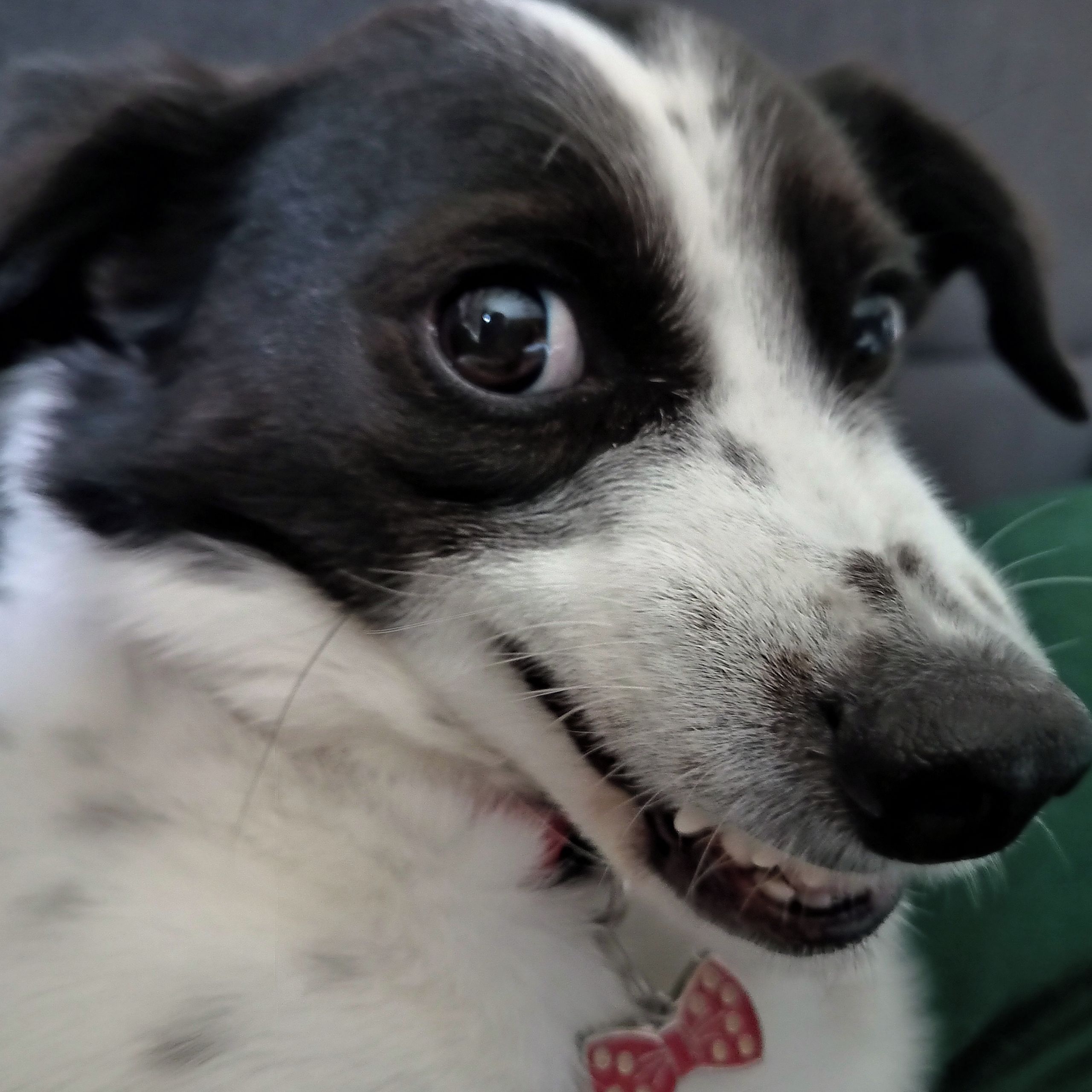 Soutěžní fotografie - Žofie,  Ostatní