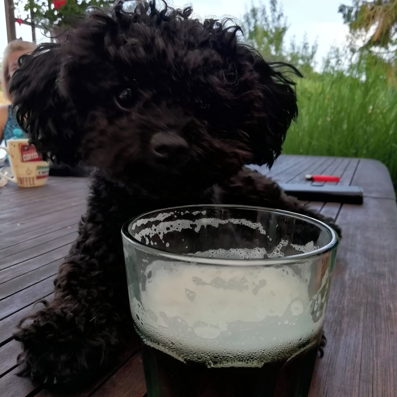 Soutěžní fotografie - Nicolas,  Ruská barevná bolonka