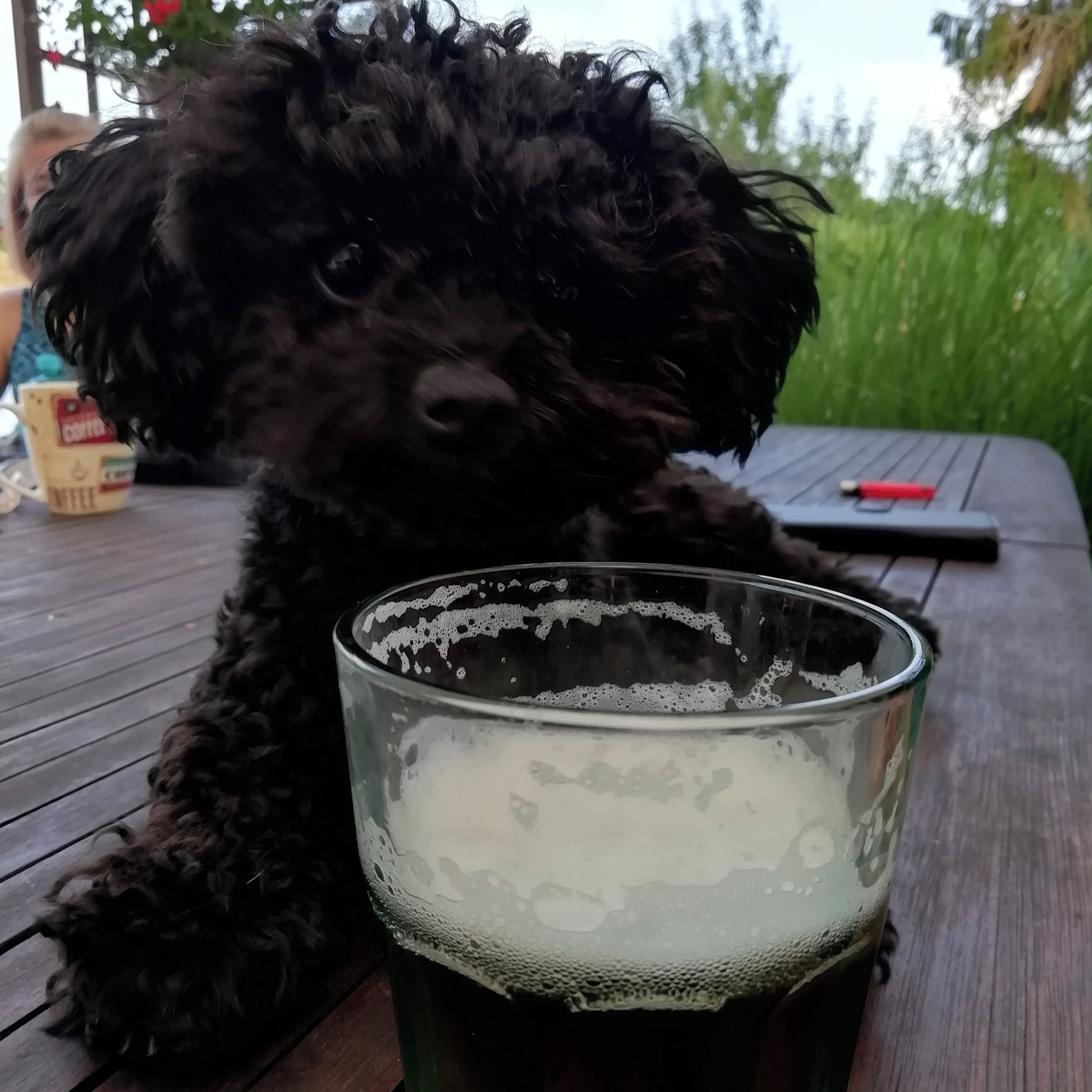 Soutěžní fotografie - Nicolas,  Ruská barevná bolonka