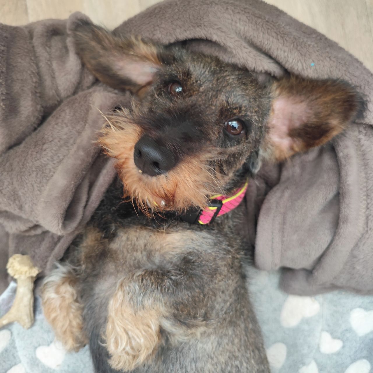 Soutěžní fotografie - Toffi,  Jezevčík