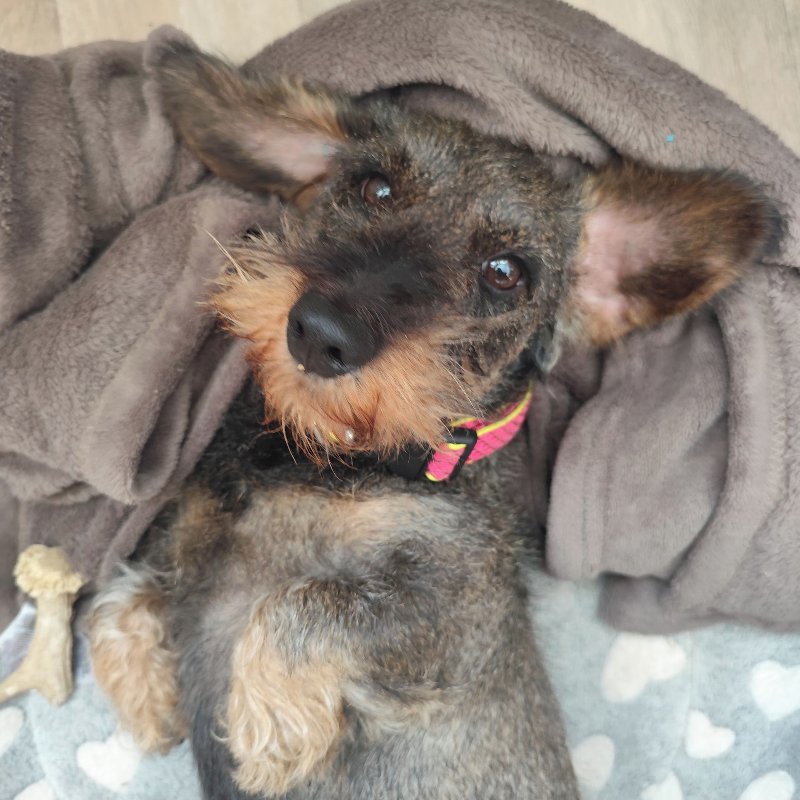 Soutěžní fotografie - Toffi,  Jezevčík