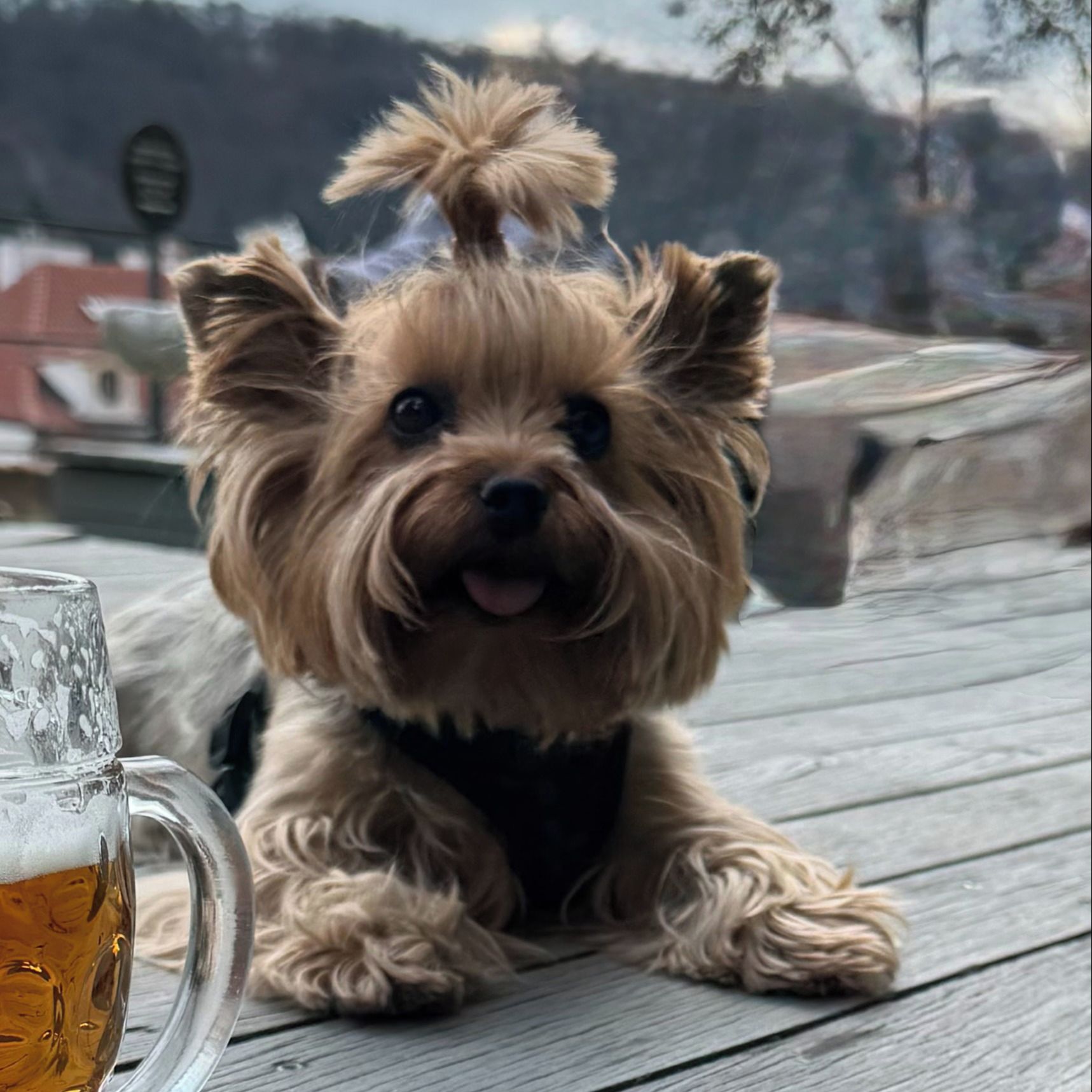Soutěžní fotografie - Fanča,  Yorkšírský terier