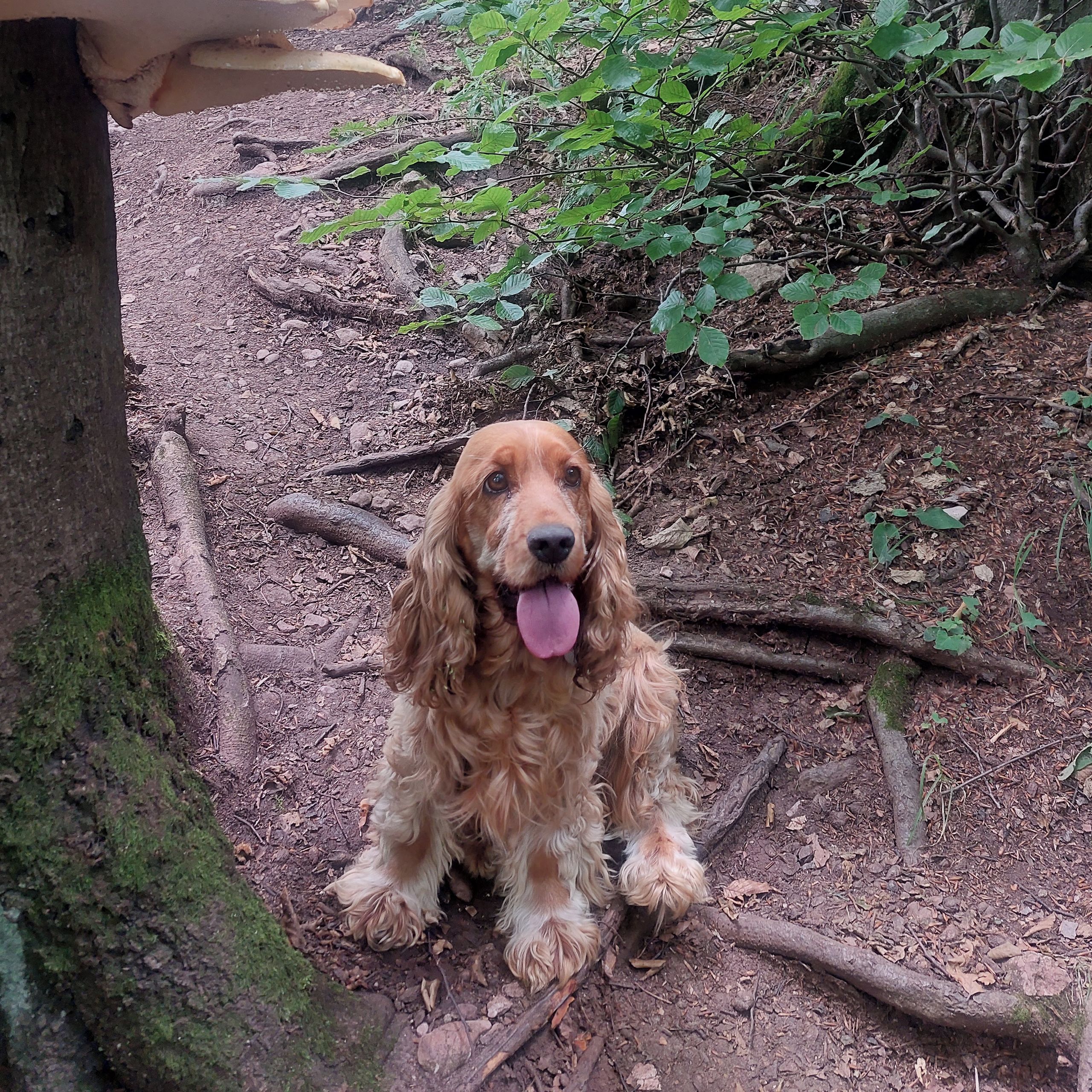 Soutěžní fotografie - Anny,  Americký kokršpaněl