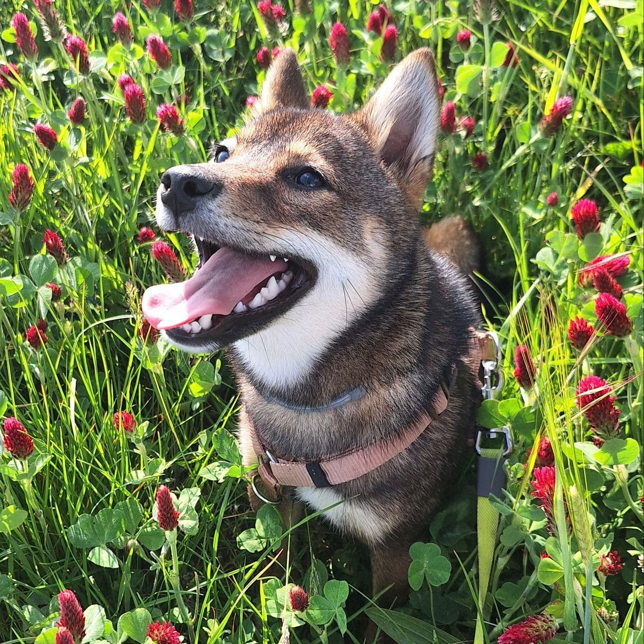 Soutěžní fotografie - Raya,  Shiba