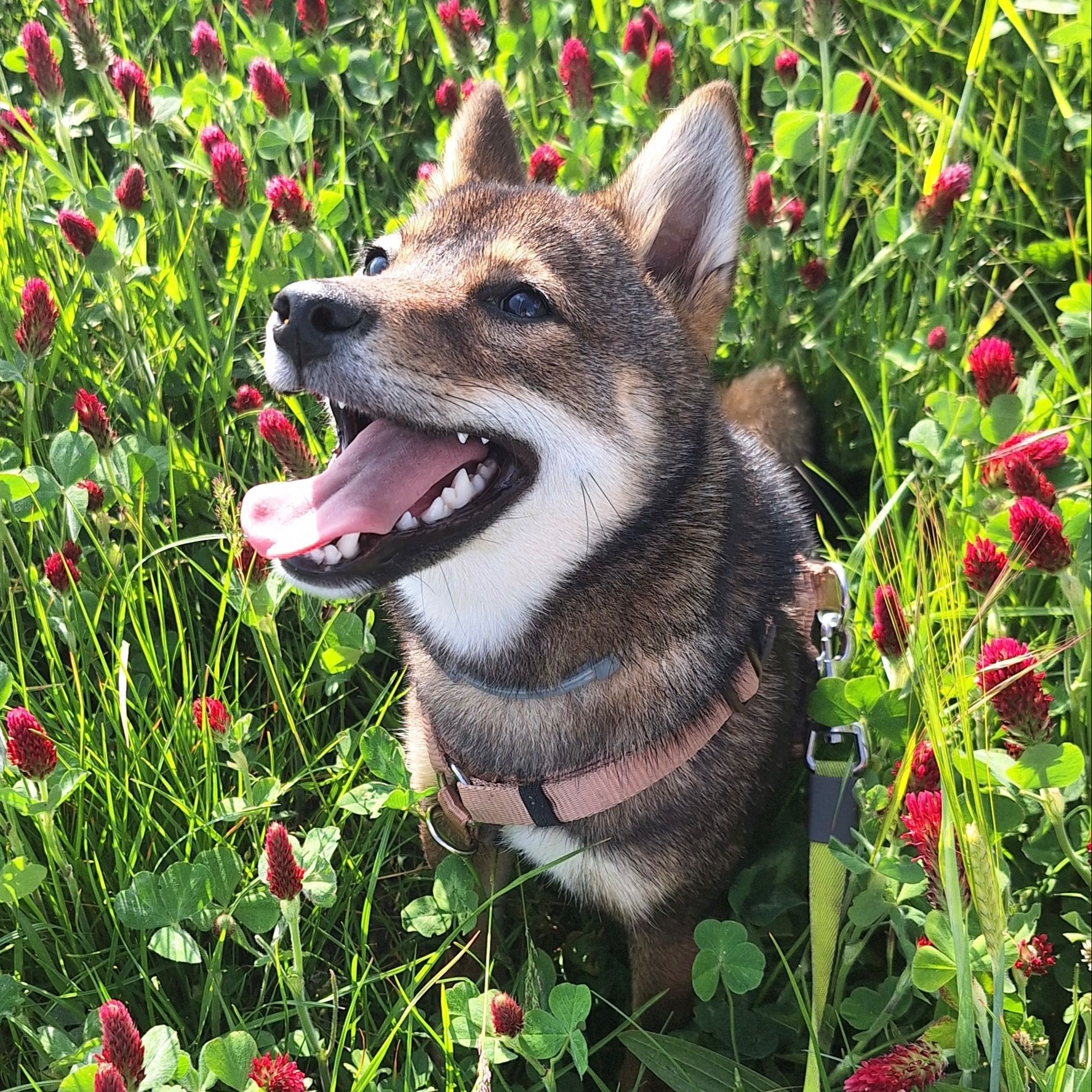 Soutěžní fotografie - Raya,  Shiba