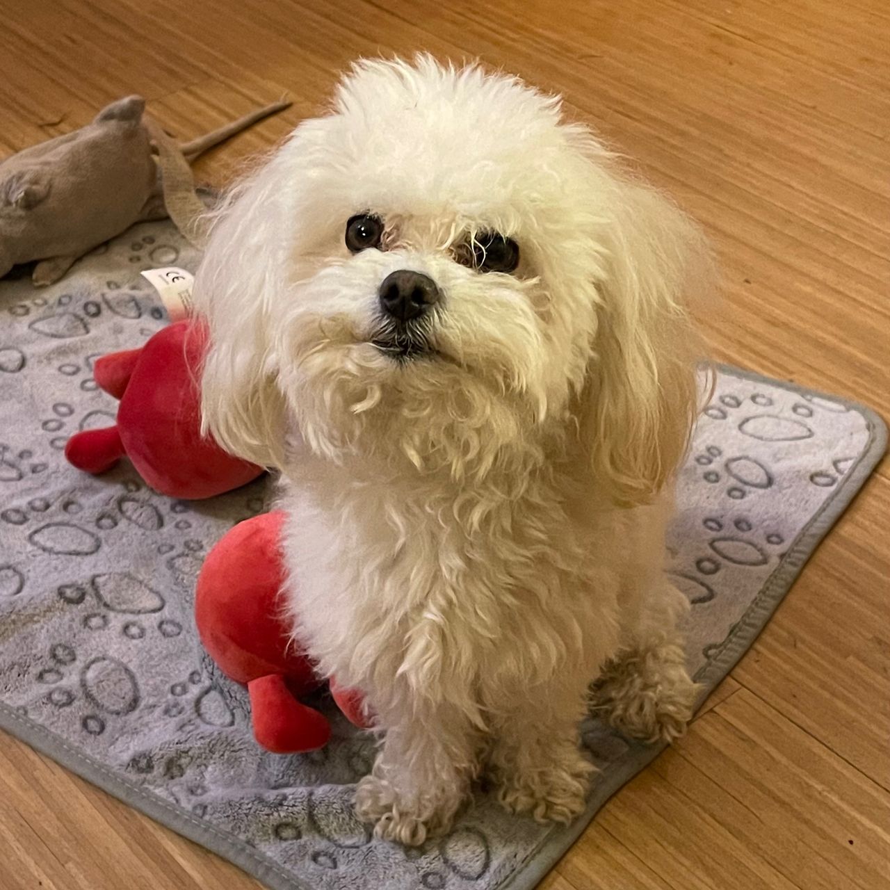 Soutěžní fotografie - Kubík,  Maltézský psík