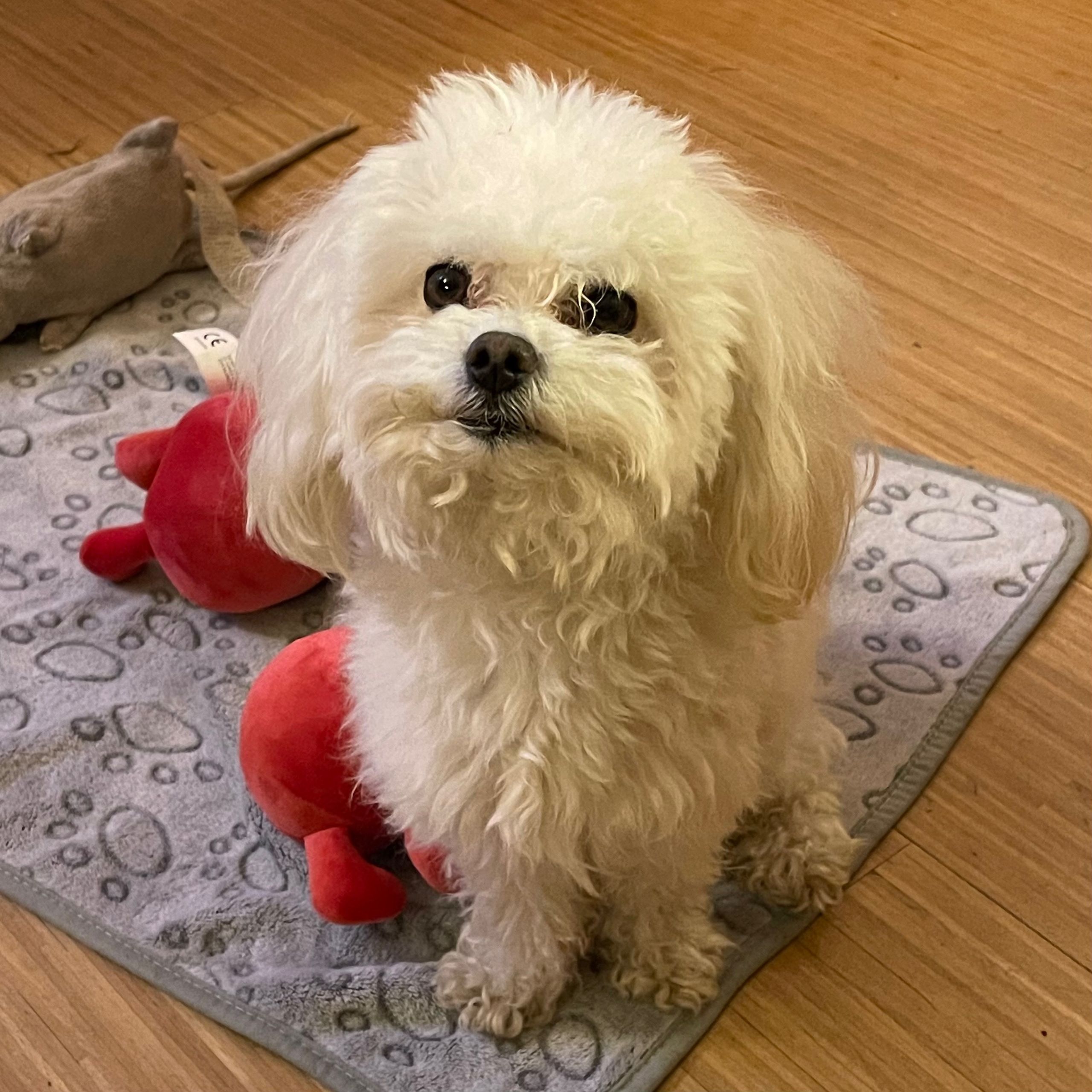 Soutěžní fotografie - Kubík,  Maltézský psík