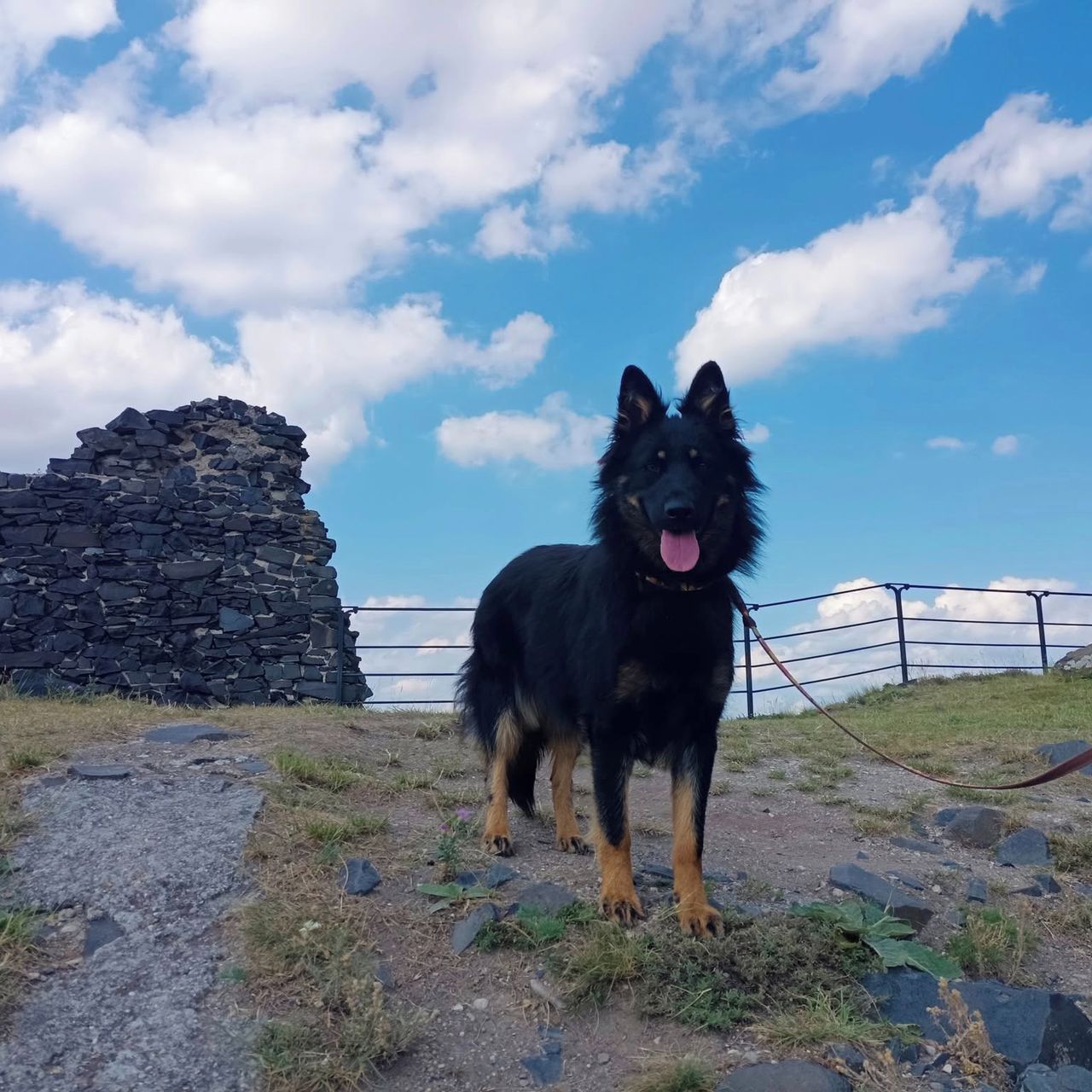 Soutěžní fotografie - Fatty,  Chodský pes