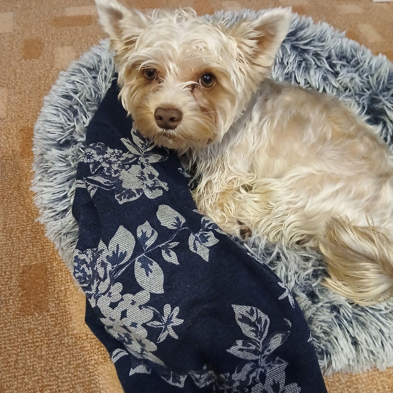 Soutěžní fotografie - Felix,  Yorkšírský terier