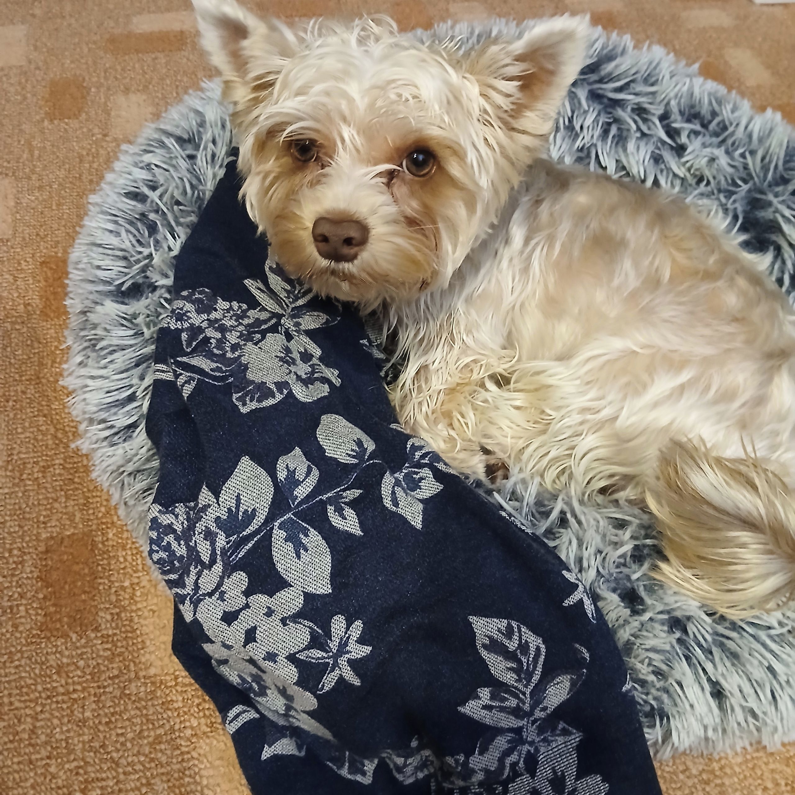 Soutěžní fotografie - Felix,  Yorkšírský terier