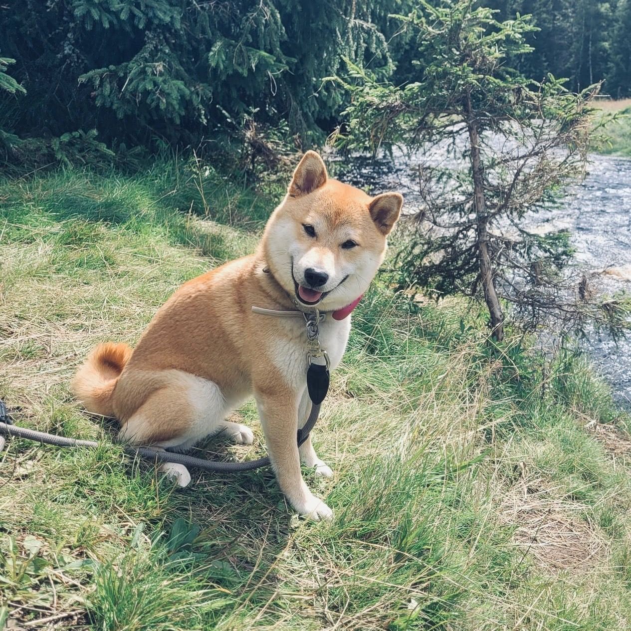 Soutěžní fotografie - Amaya,  Shiba