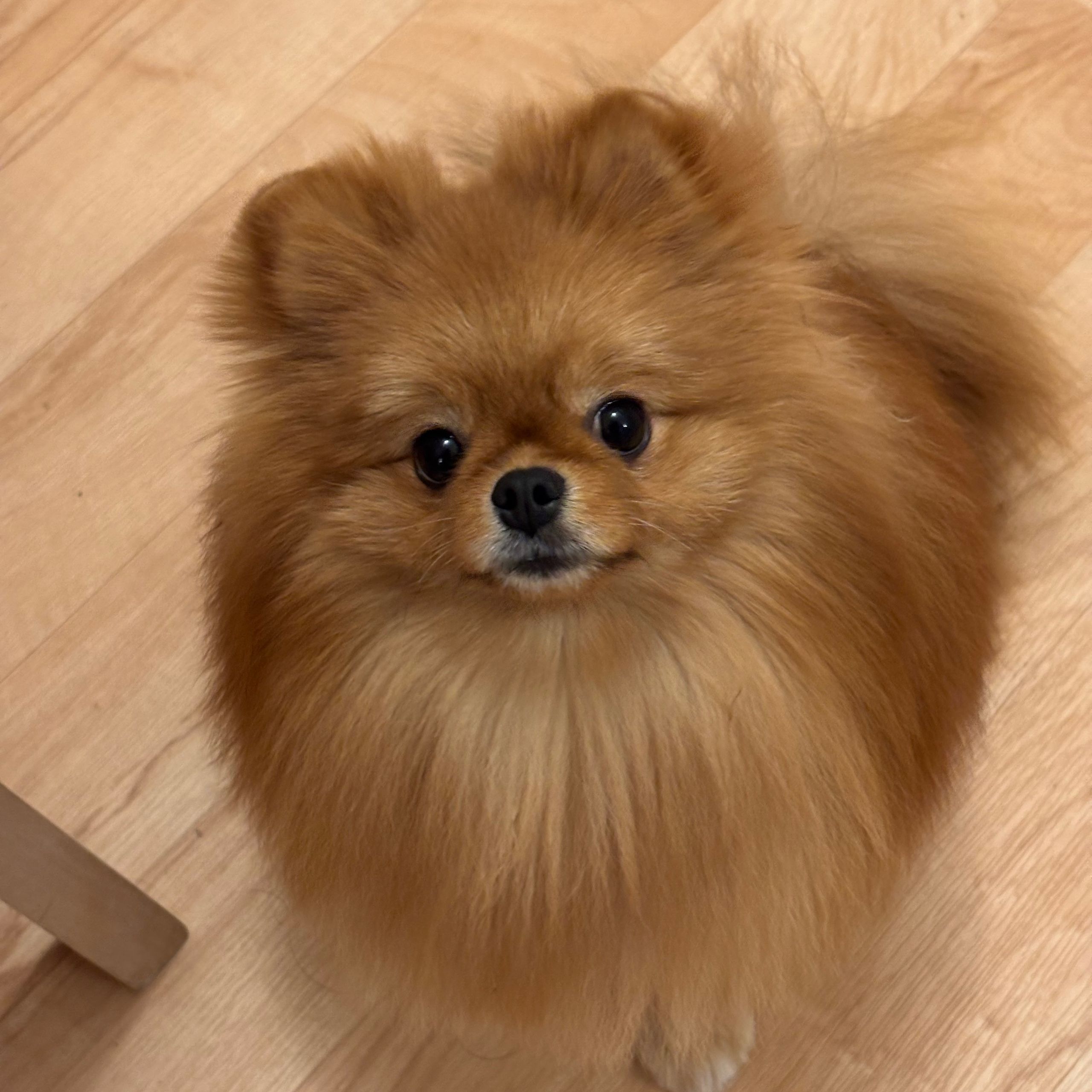 Soutěžní fotografie - Mia,  Německý špic malý