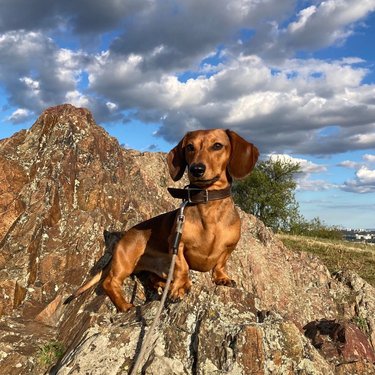 Soutěžní fotografie - Fuji,  Jezevčík