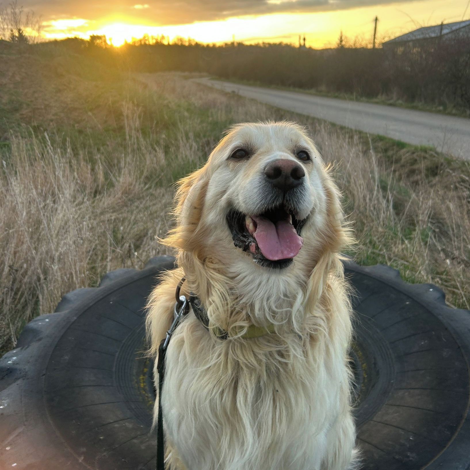 Soutěžní fotografie - Dasty,  Zlatý retriever