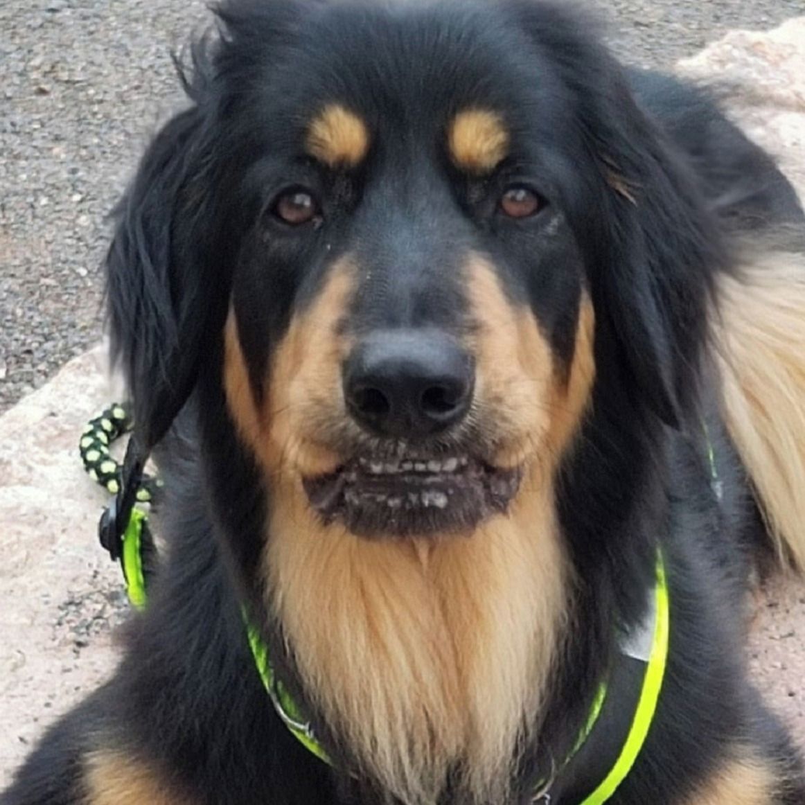 Soutěžní fotografie - CORA,  Hovawart